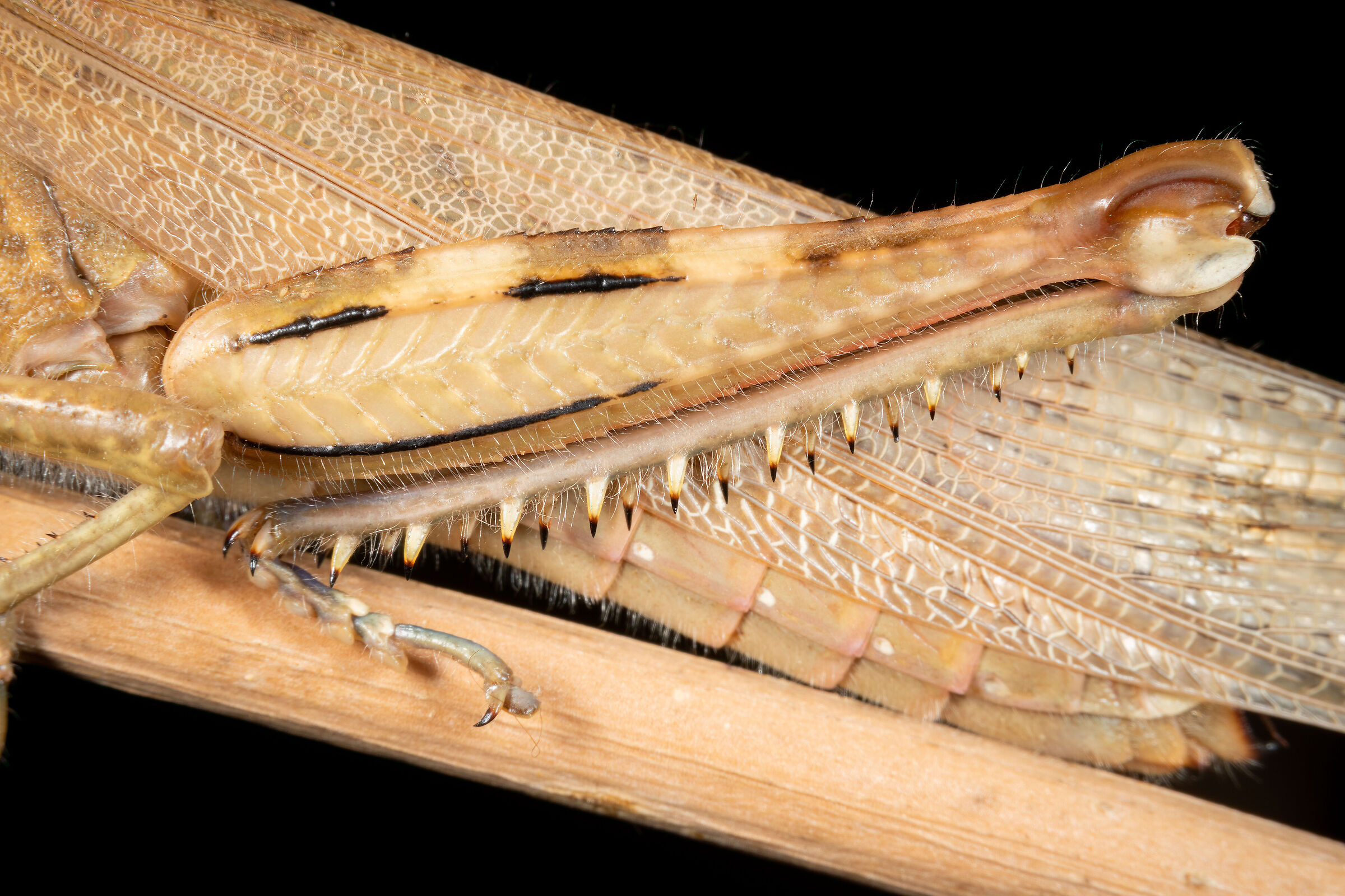 Egyptian locust hind leg...