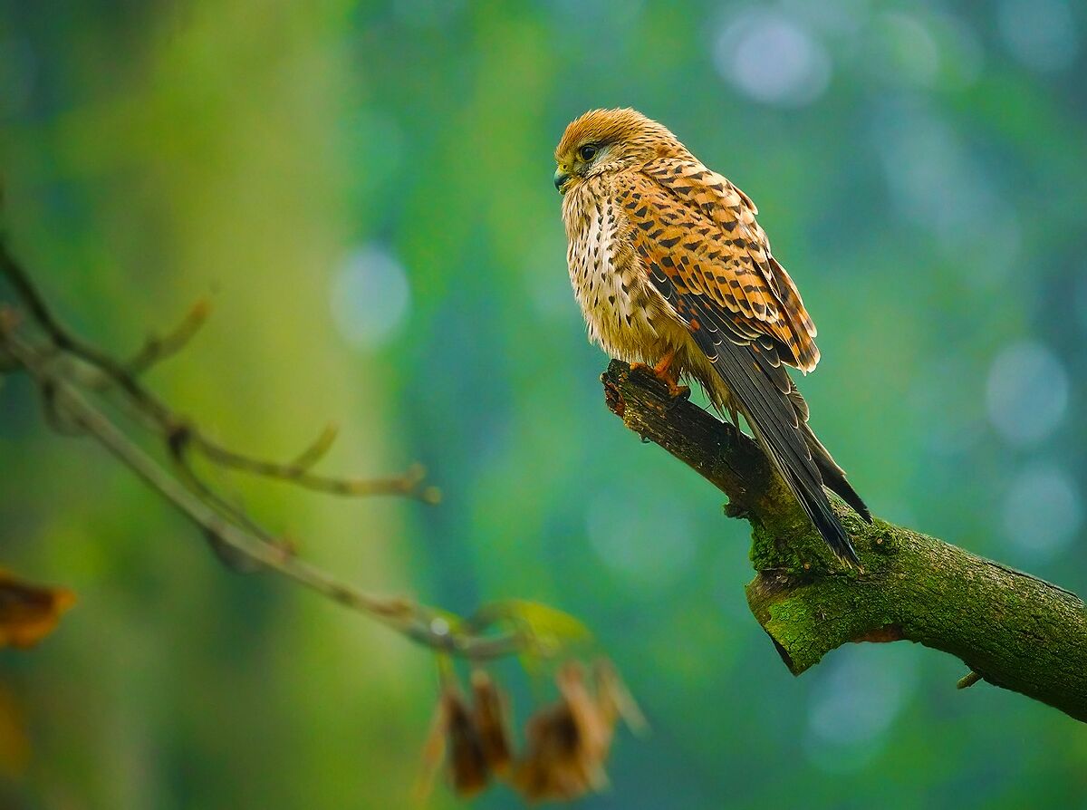 Tamron 150-500 on trial with Kestrel...