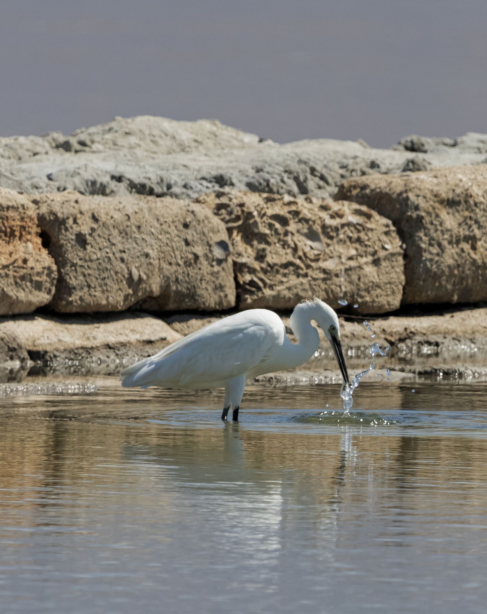 EGRET HUNTING SALT PANS OF TRAPANI-PACECO 5/08/2022...