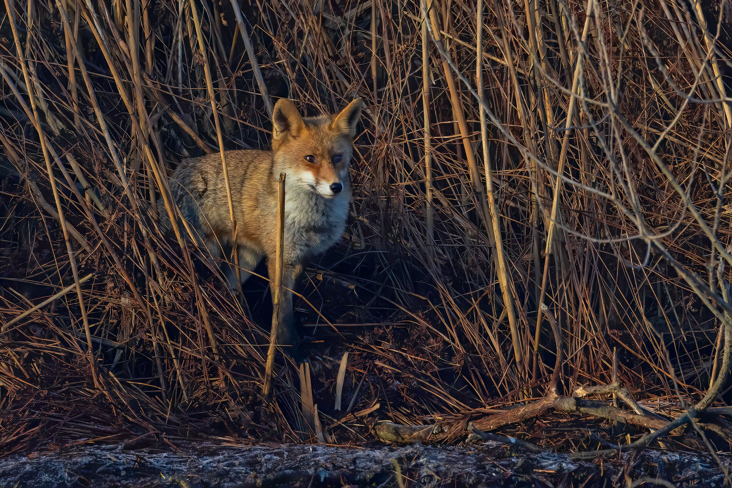Fox shot in the Mincio Park (MN)...