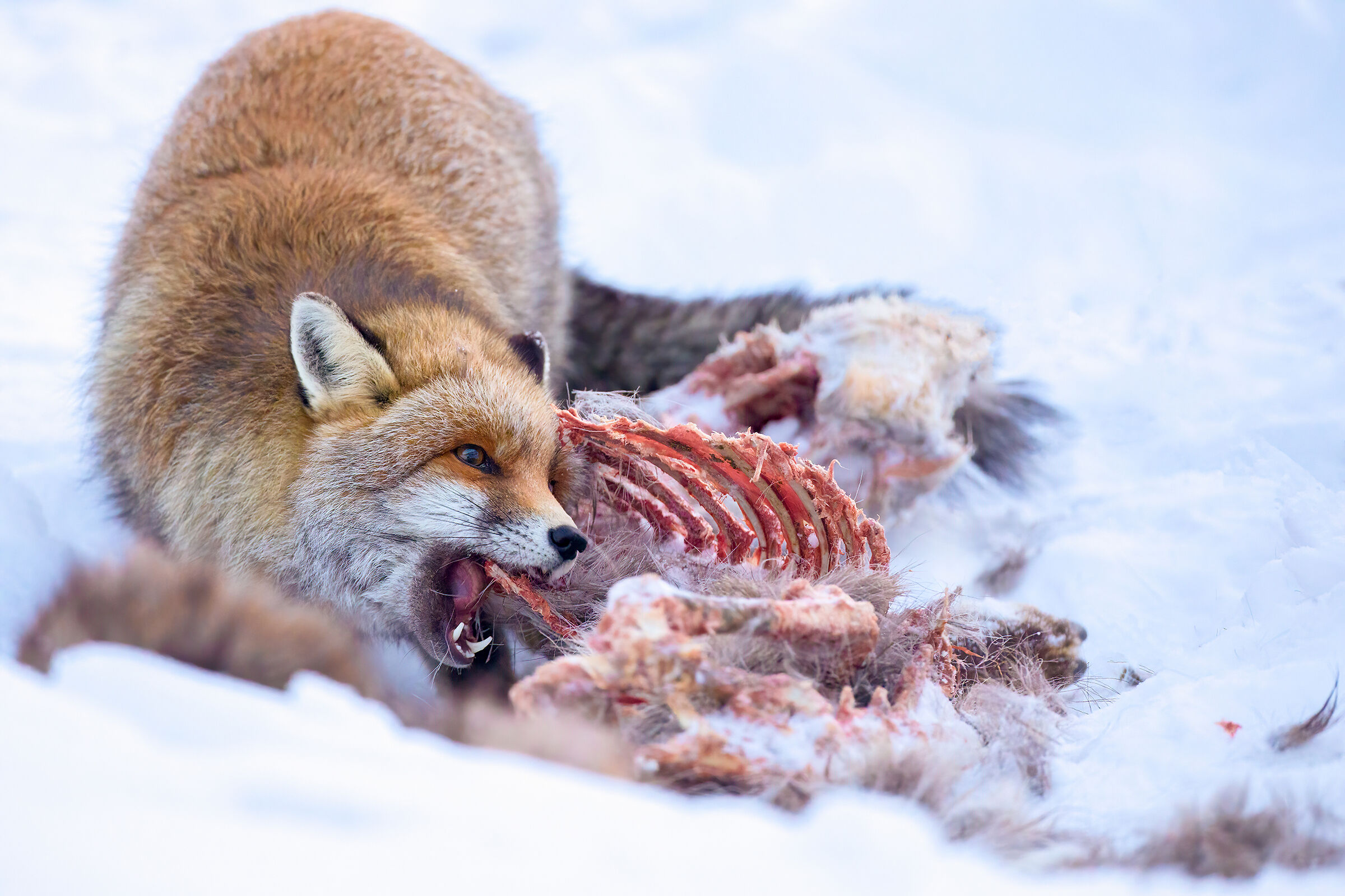 The Fox and the Carcass...