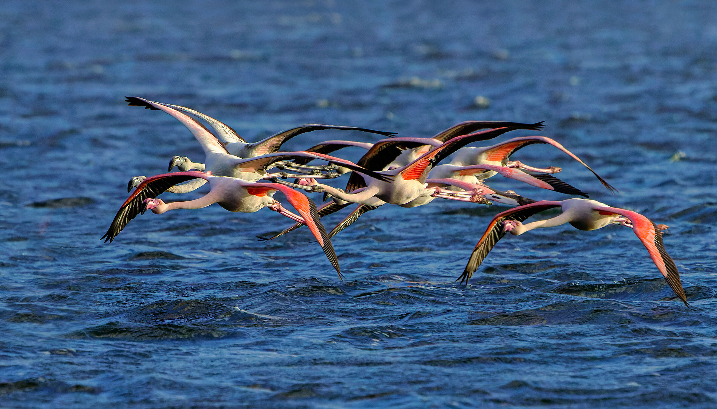 Flamingos on the lake...