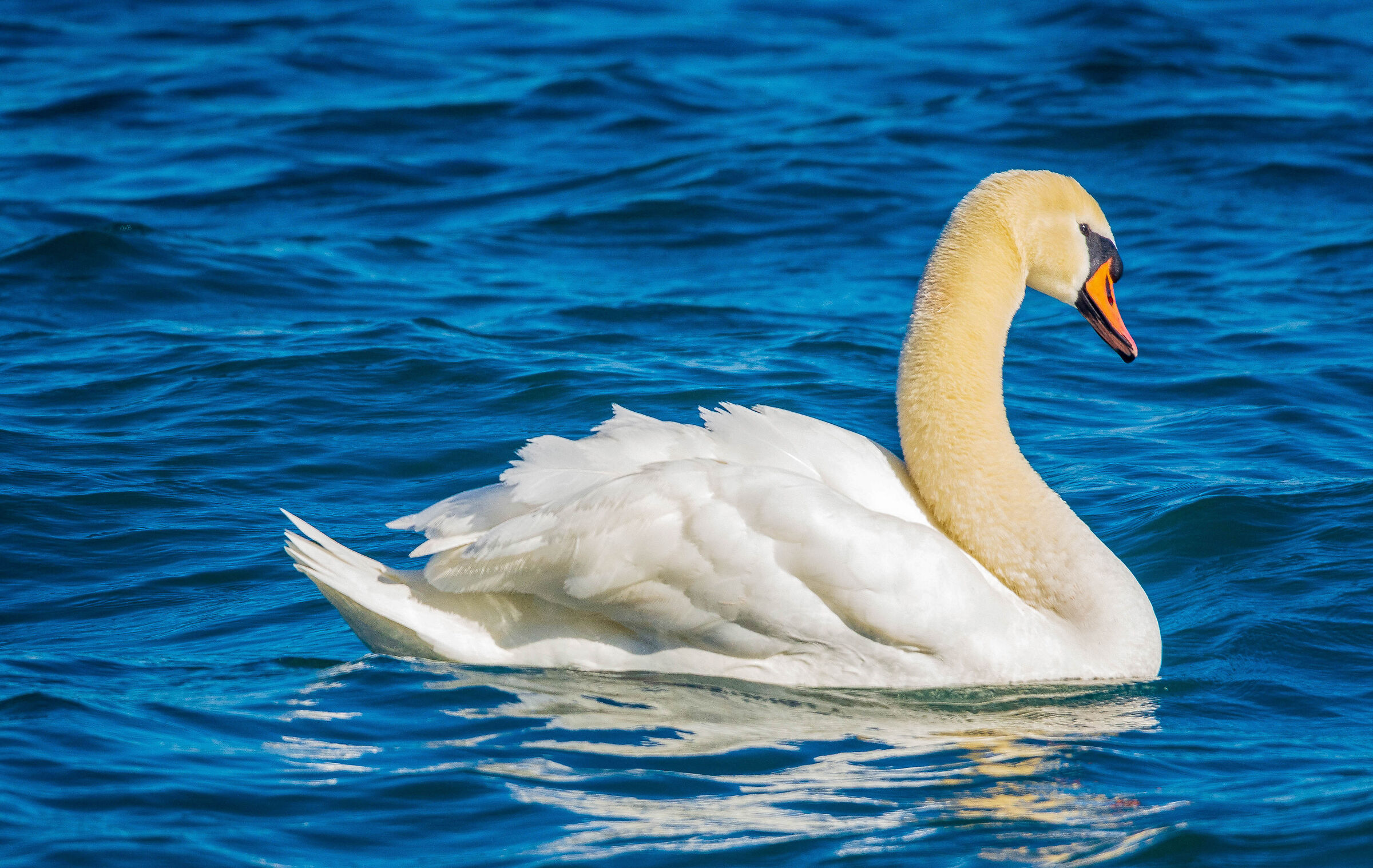 Swan on Lake Bracciano...