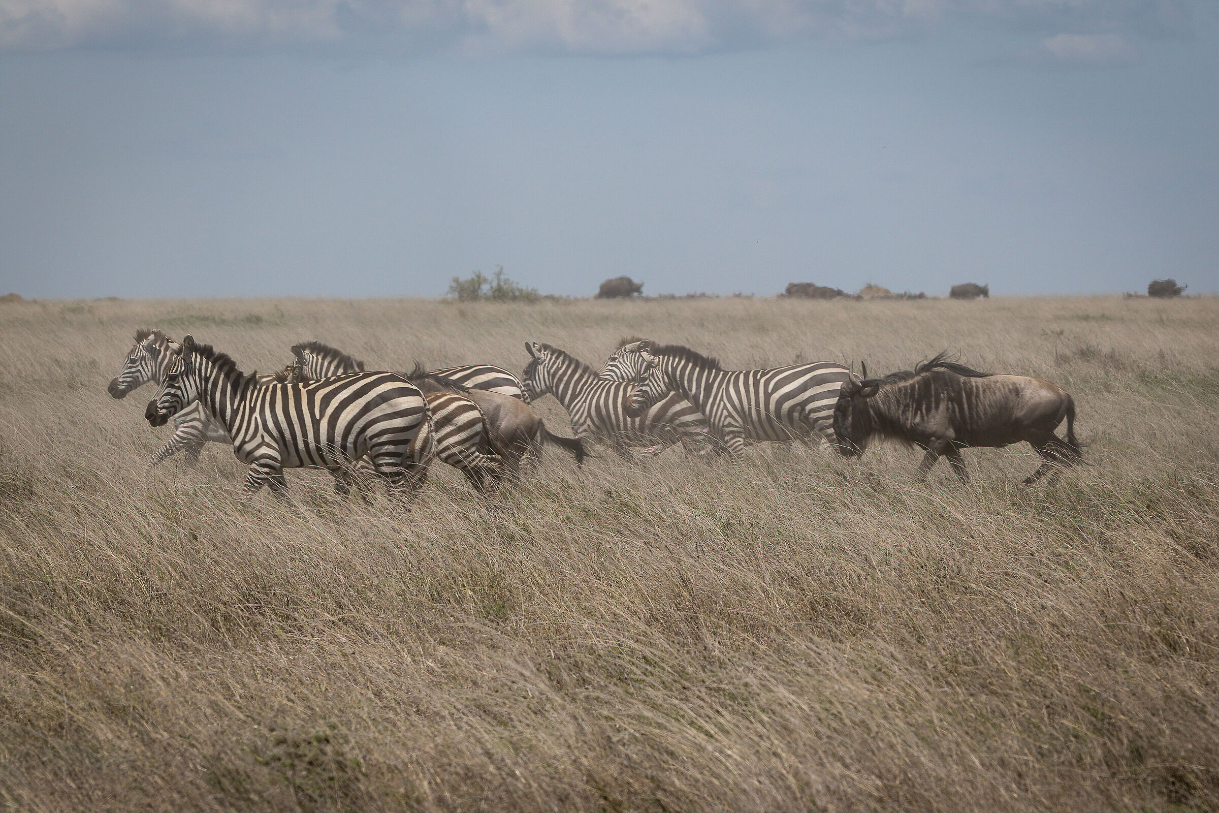The Great Winter Migration - Tanzania Serengeti NP...