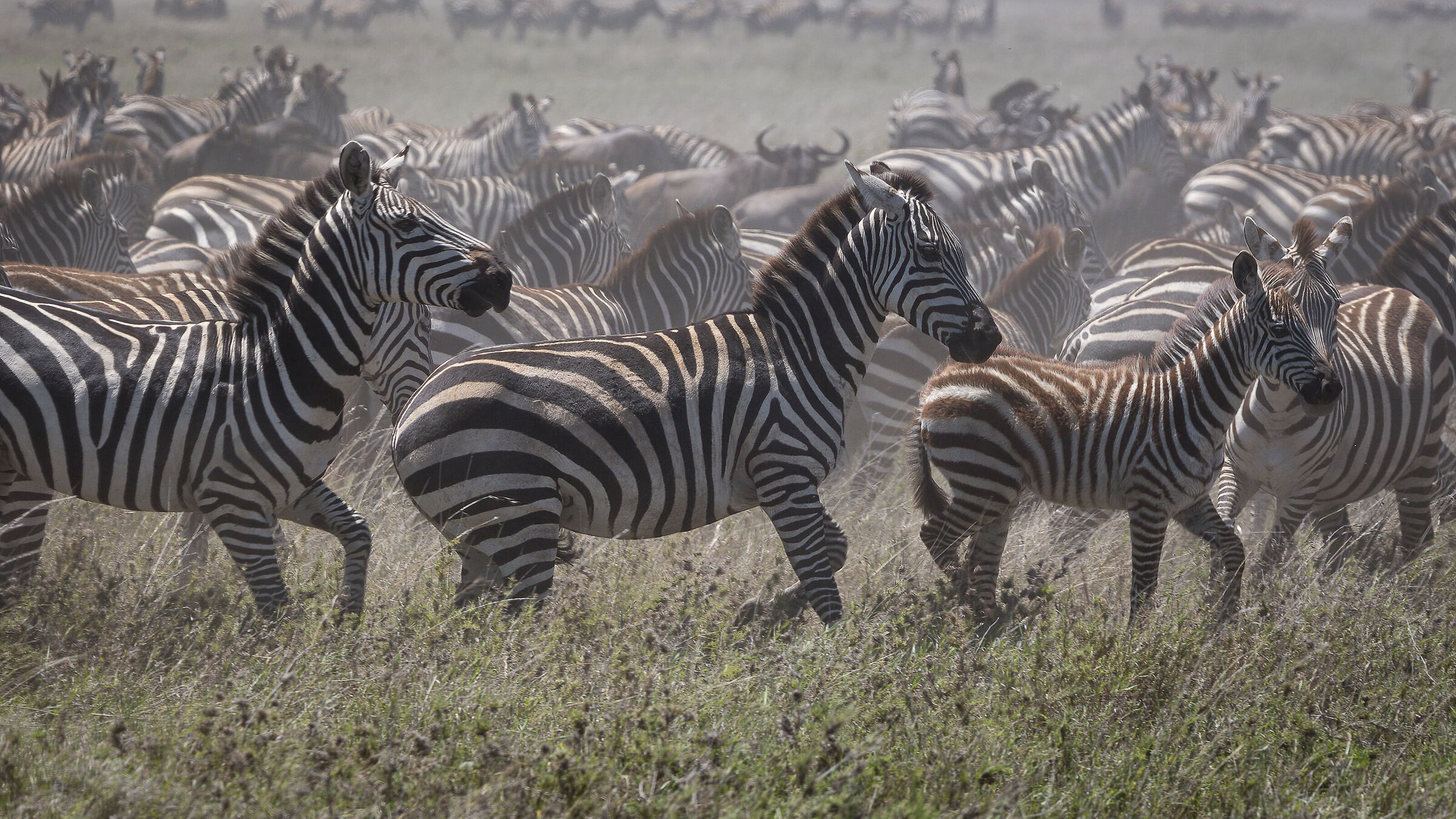 La grande migrazione invernale - Tanzania Serengeti NP...