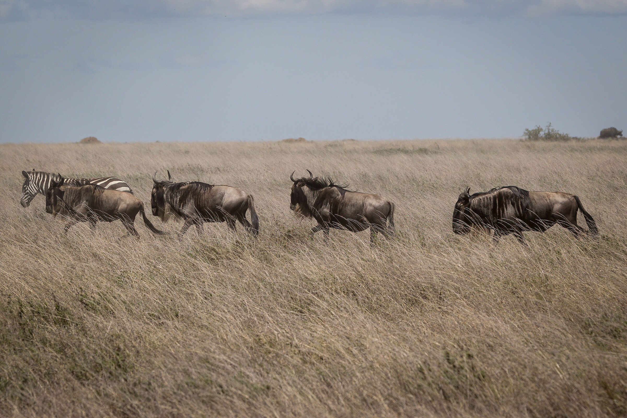 La grande migrazione invernale - Tanzania Serengeti NP...
