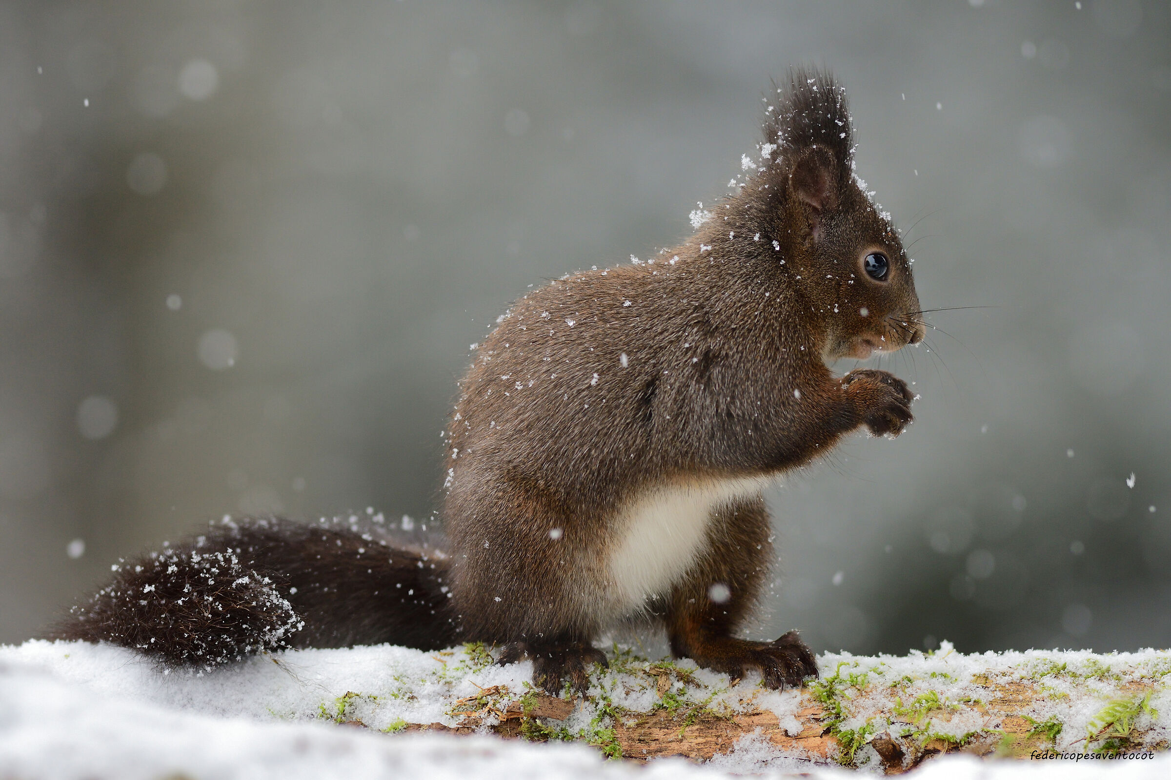 Squirrel under the snow ...