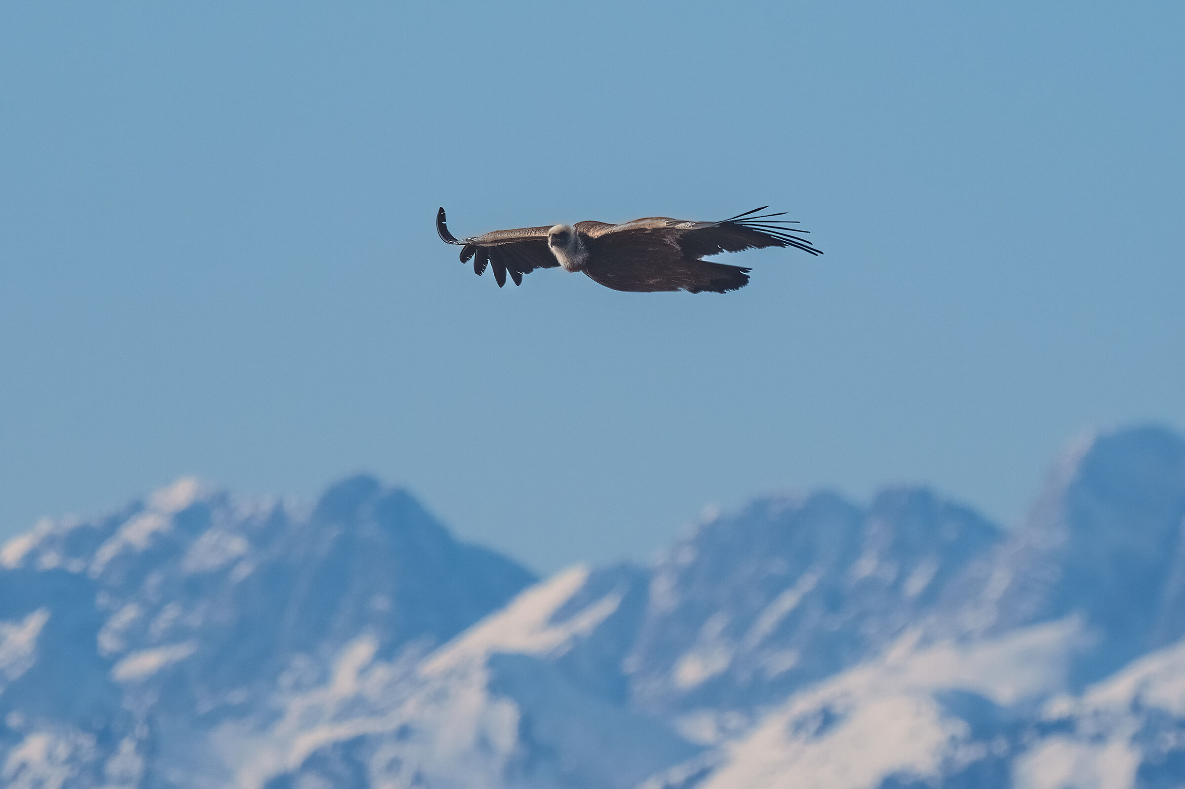 Griffon vulture flying over the Carnic Alps...