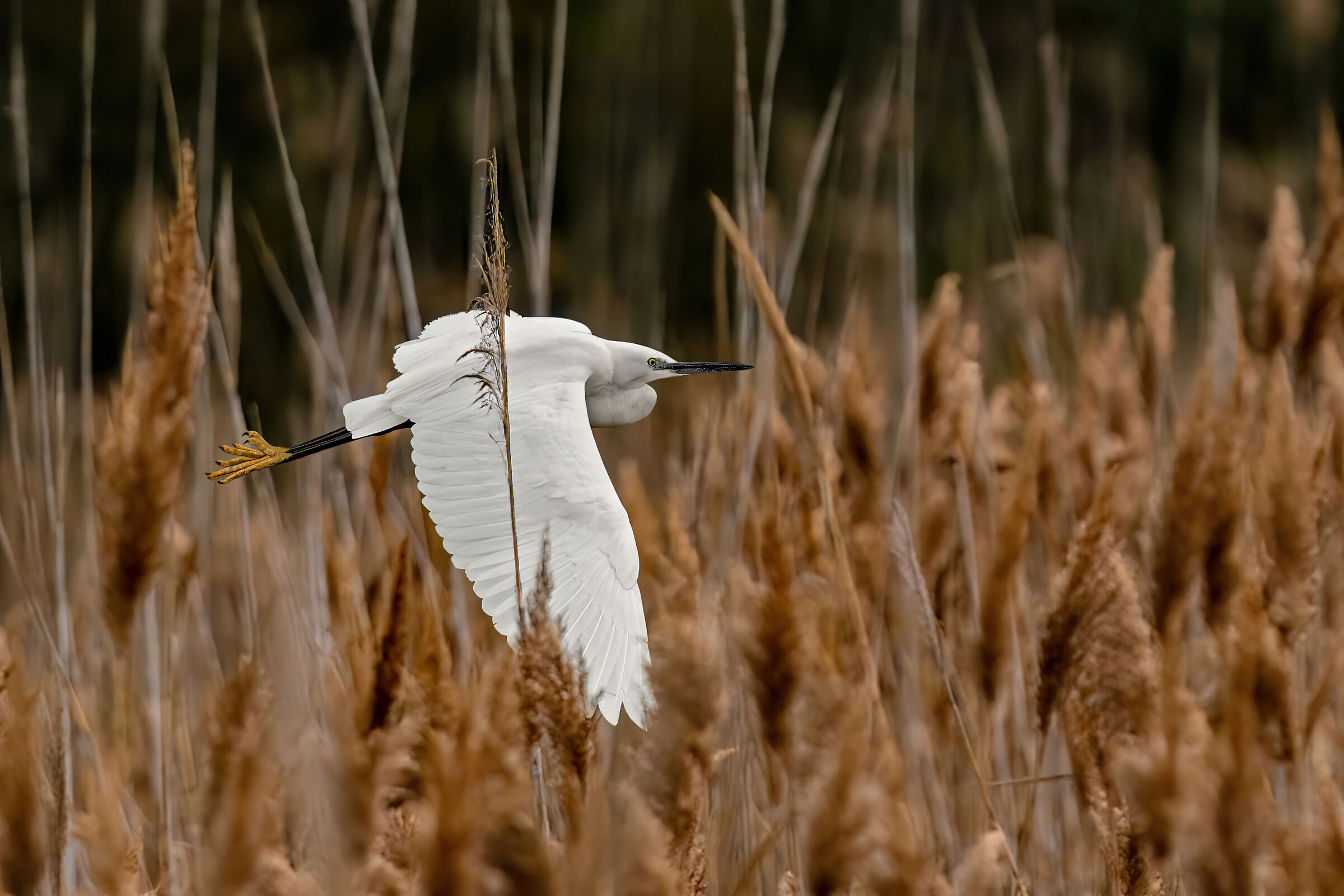 Egret flying between the reeds...