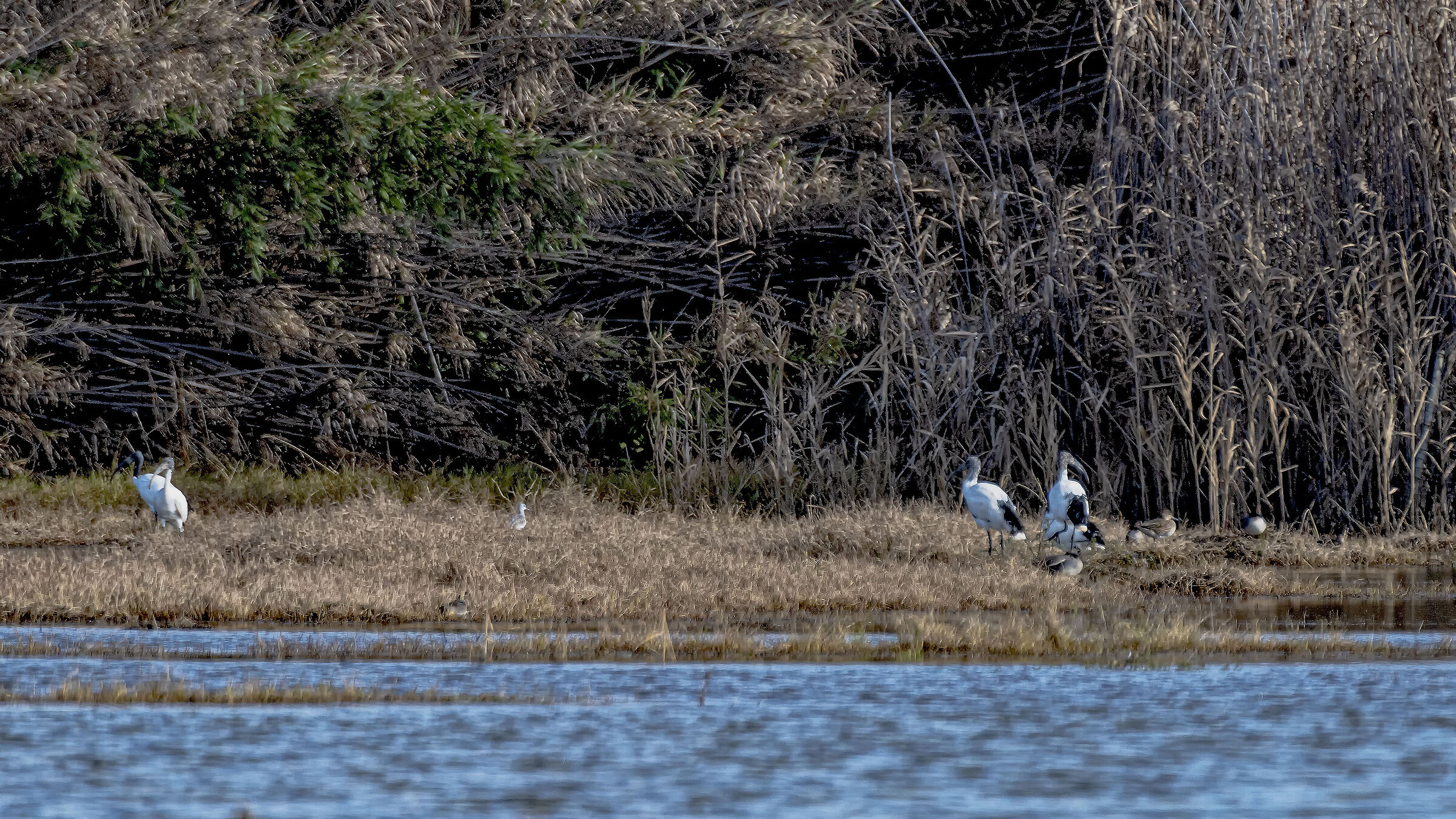 Sacred Ibis on the other side...