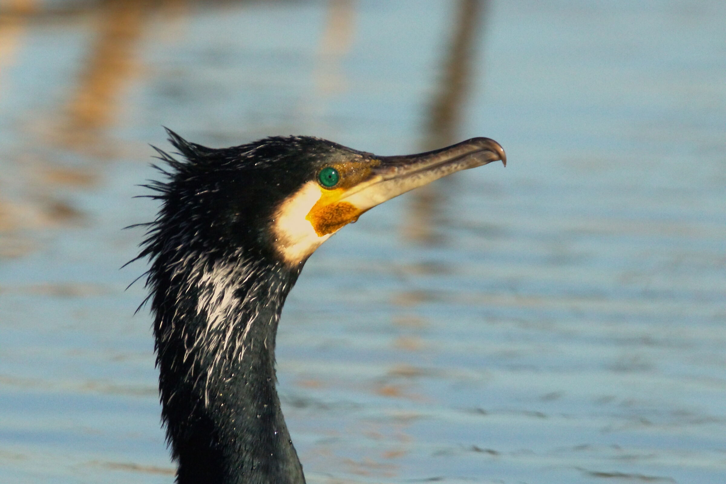 Portrait of a cormorant...