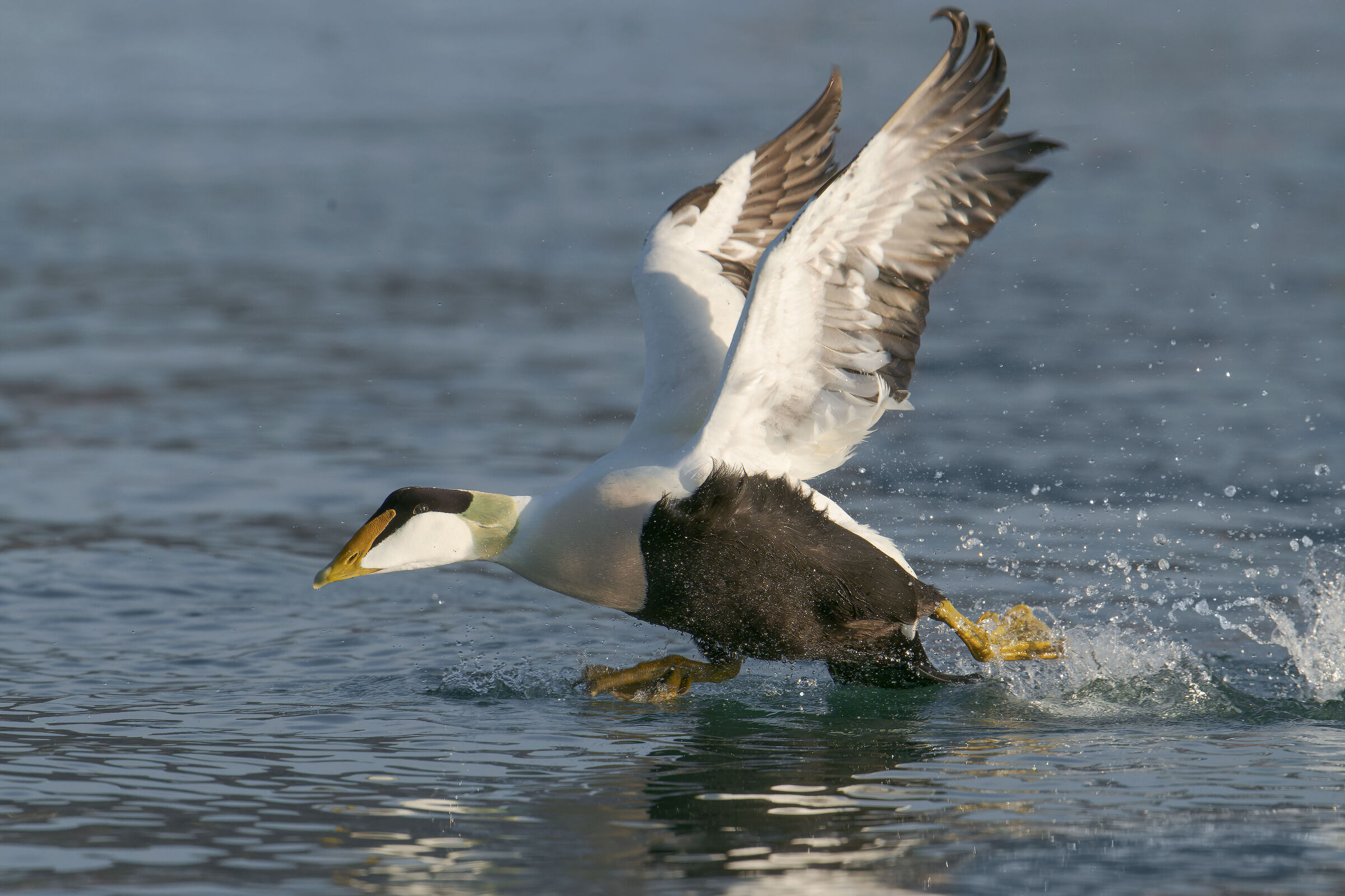 The take-off of eider...