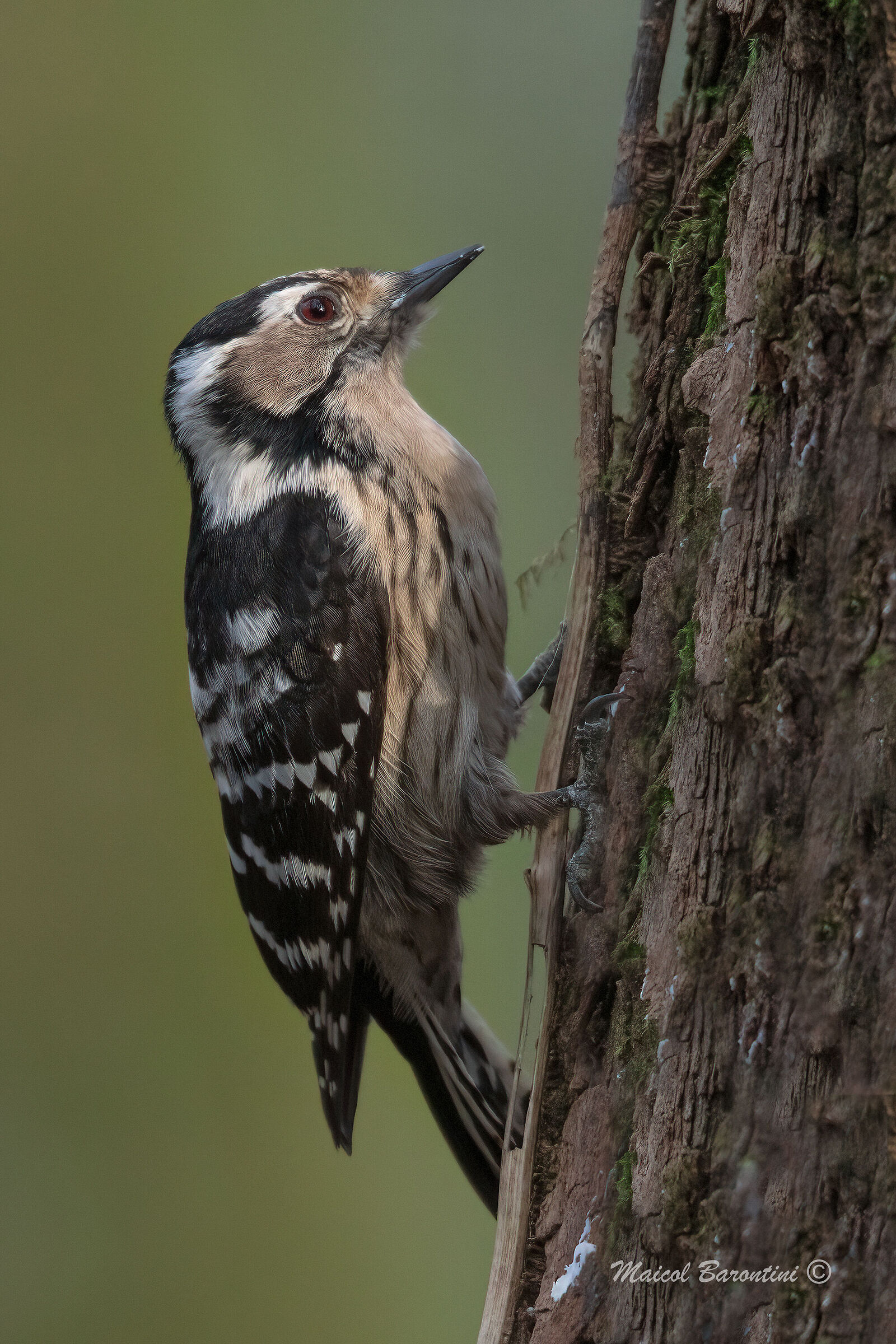 Lesser ?? spotted woodpecker...