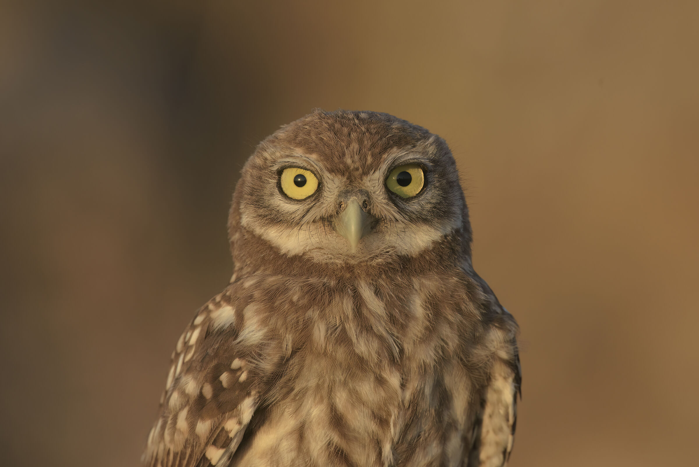 Portrait of an owl...
