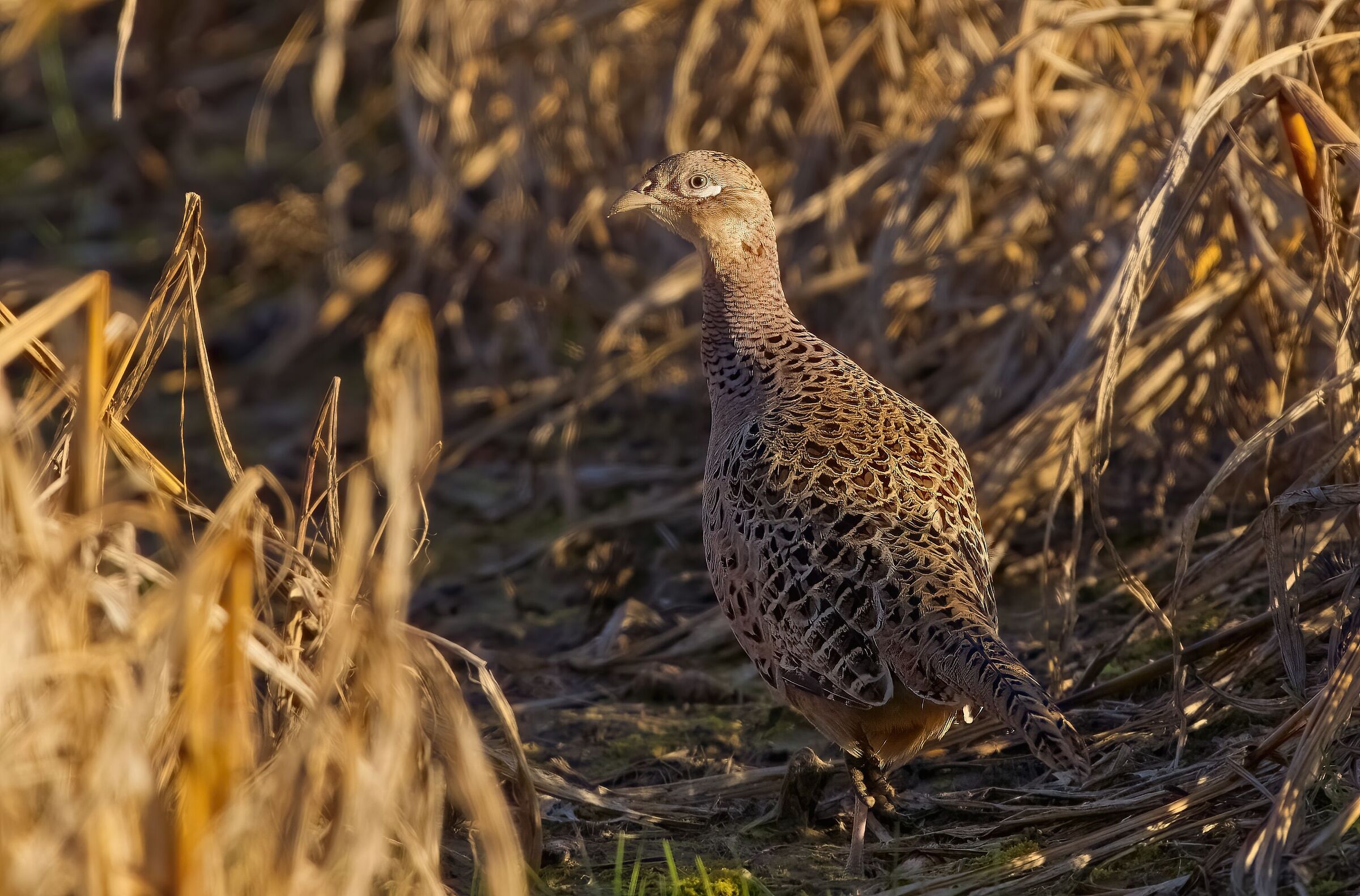The pheasant in warm light...
