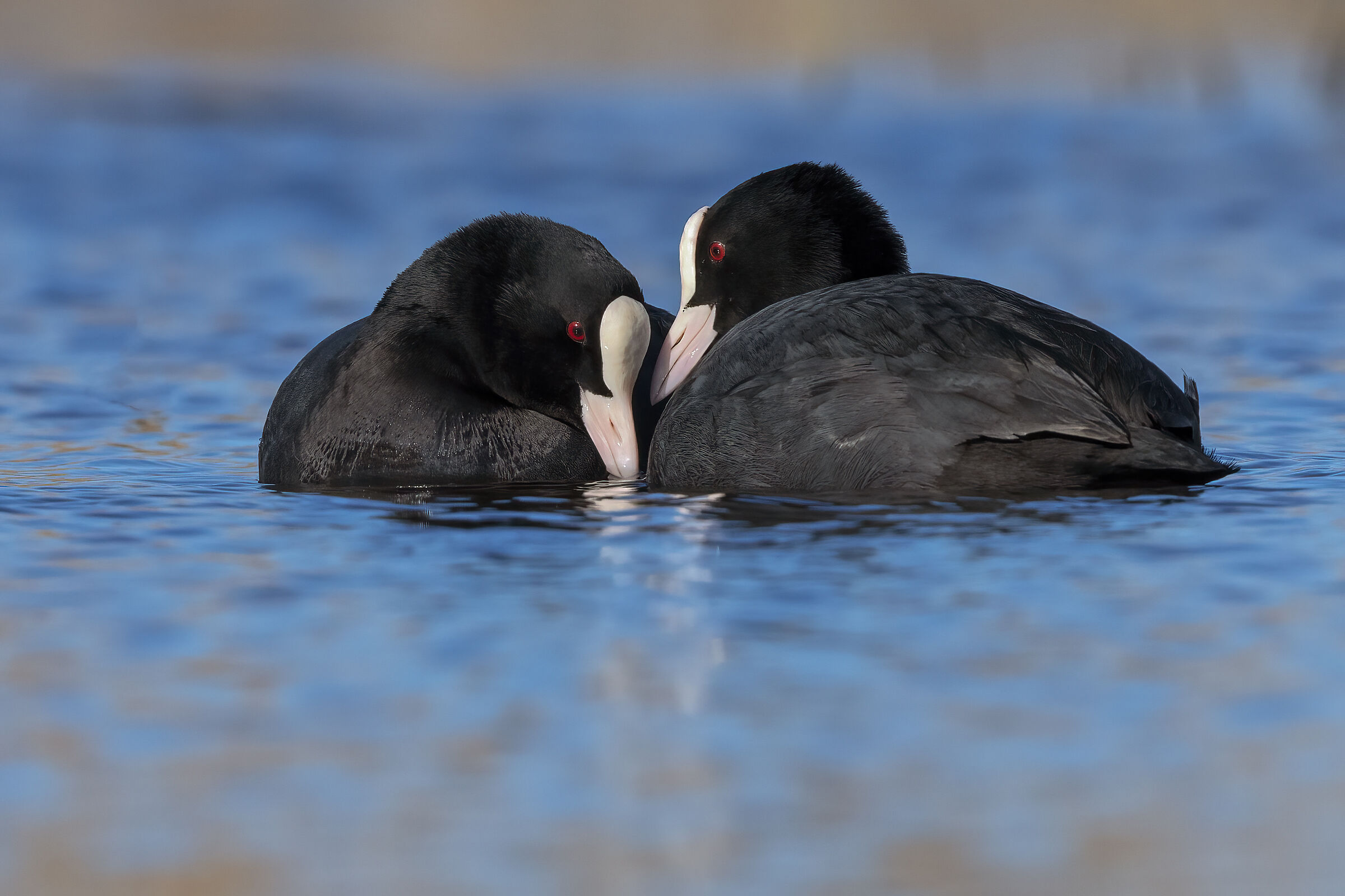 Coot couple...