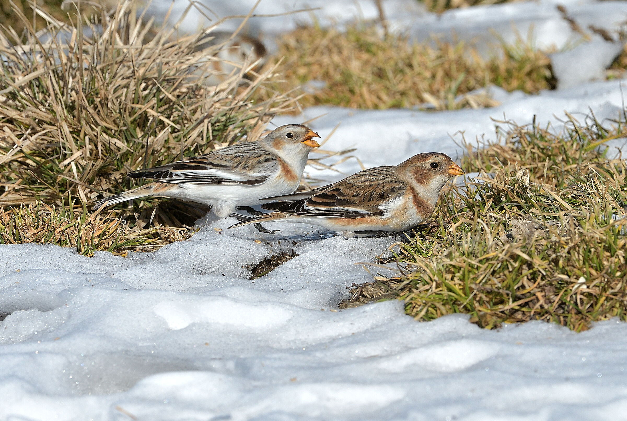 Young and adult snow bunting.....