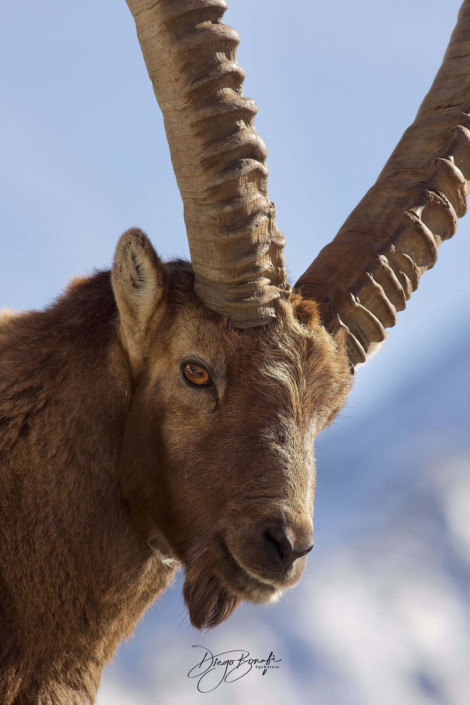  Portrait of the ibex ...