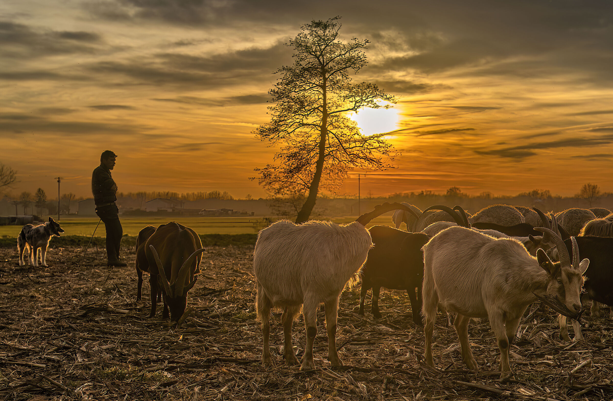 Shepherd at Sunset...