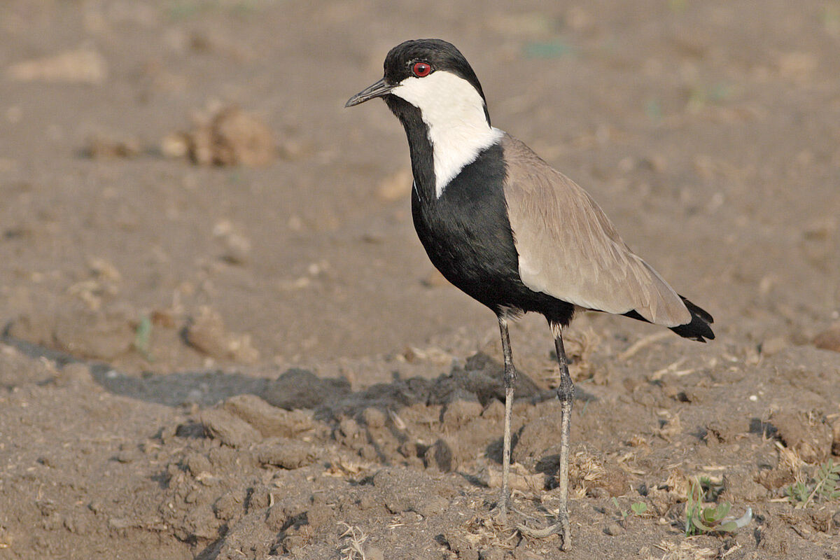 Armed lapwing...