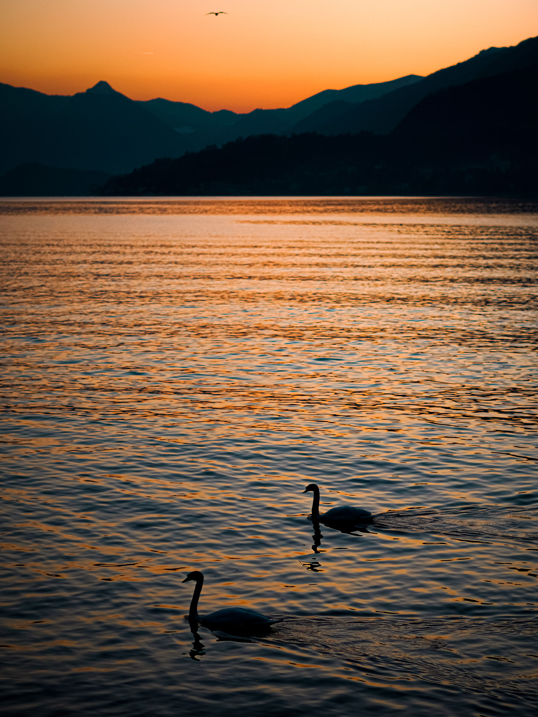 Two swans at sunset ...