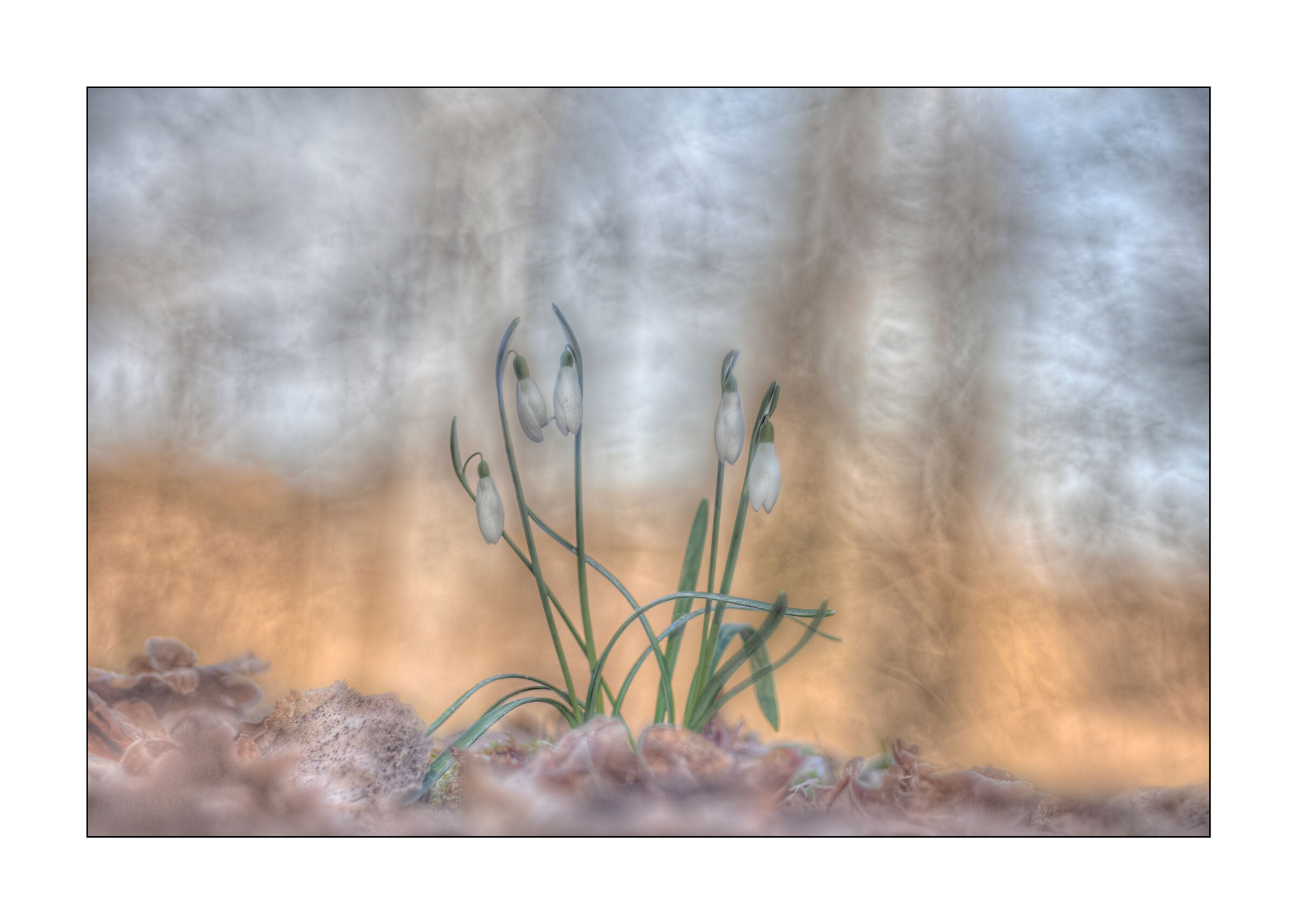 Snowdrops and frost...