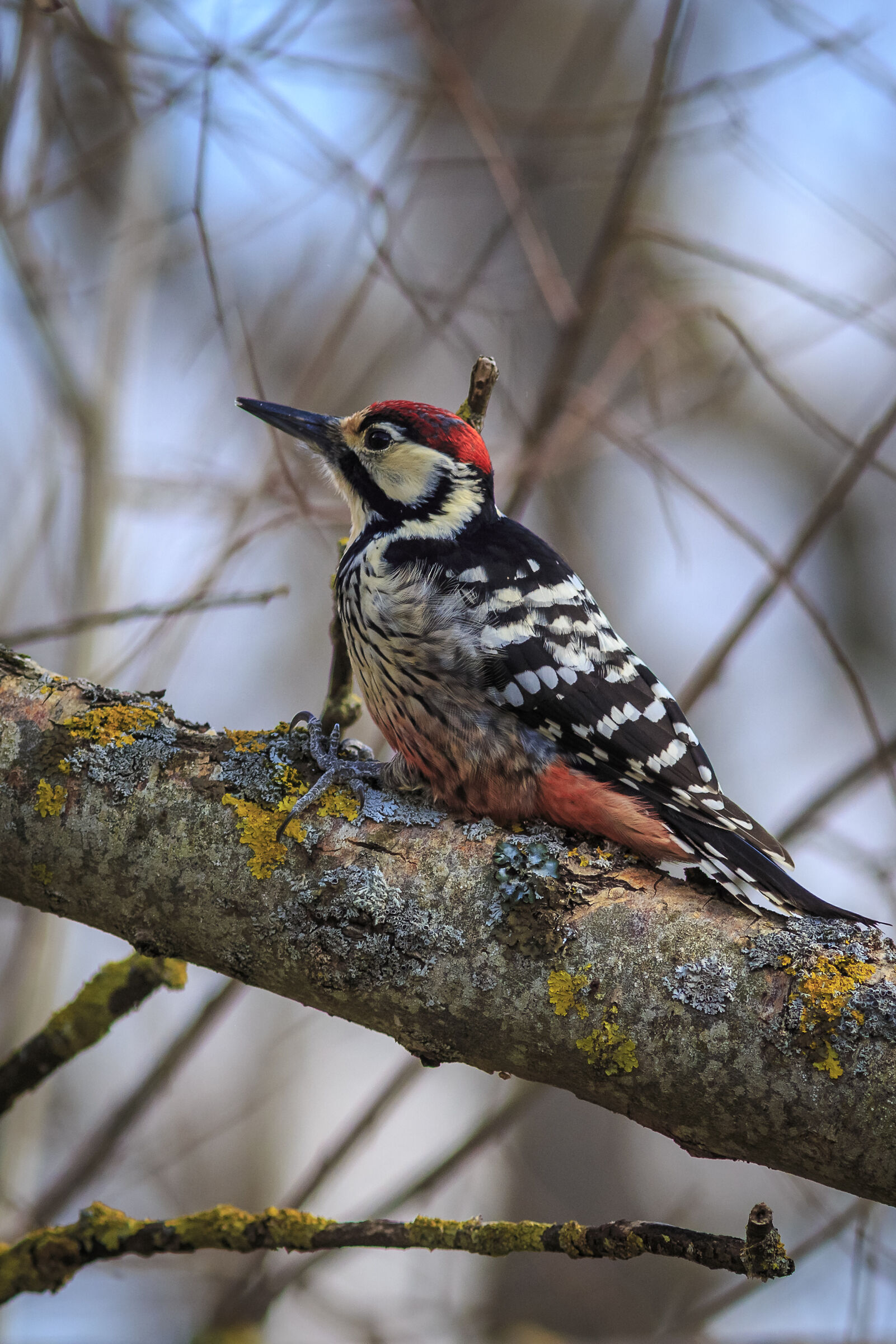 White-backed woodpecker 3...