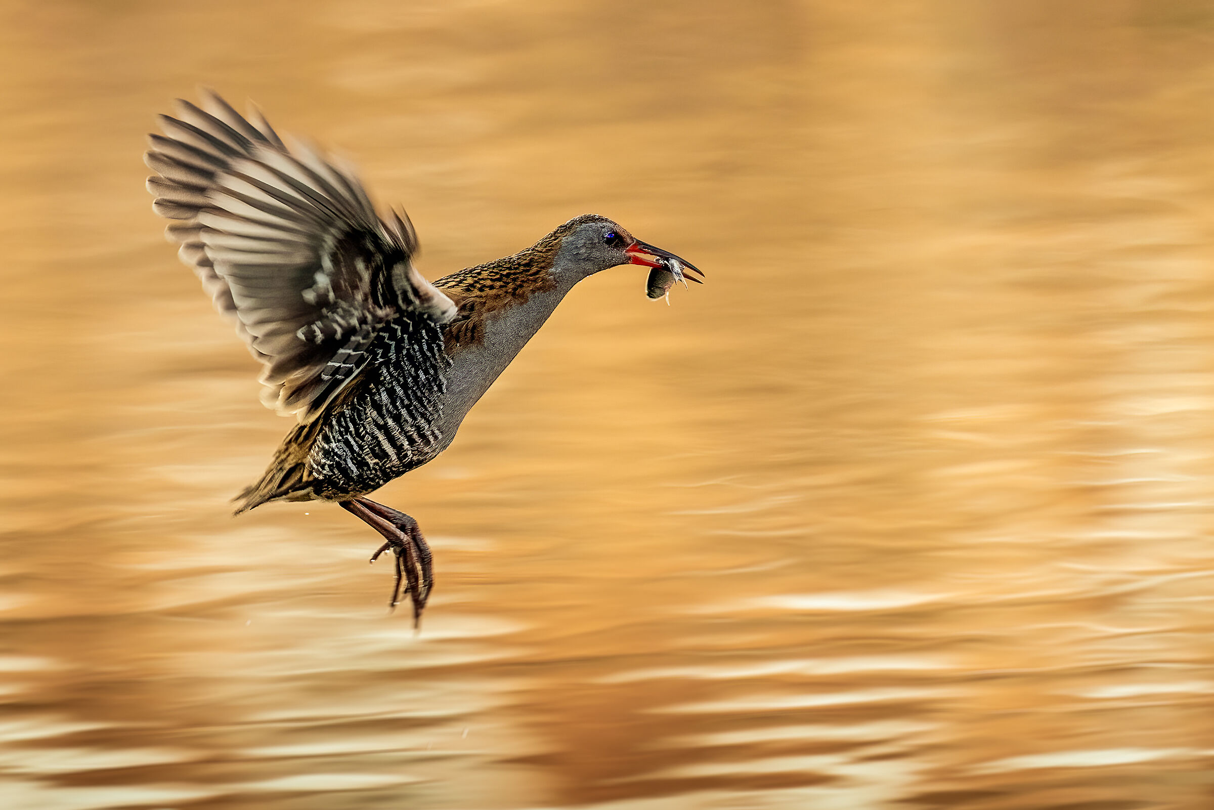 Water rail with prey...