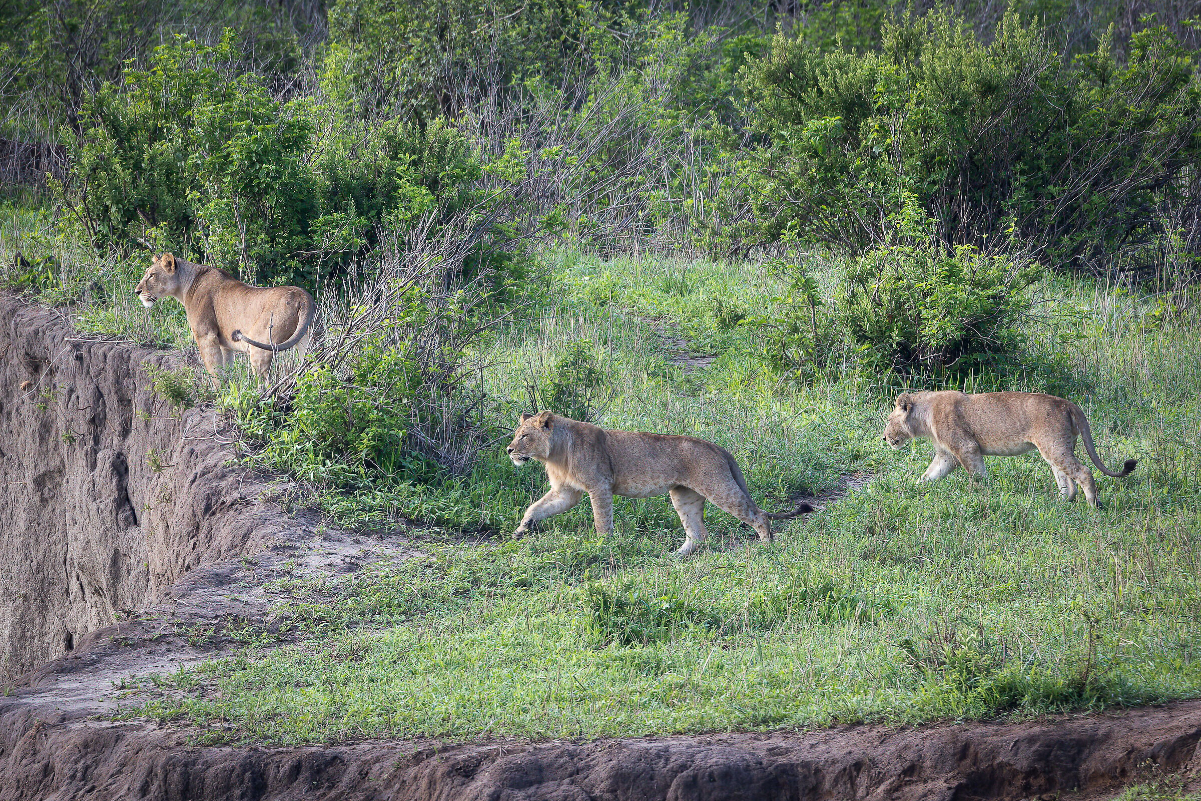 Leonesse - Tanzania, Serengeti National Park...