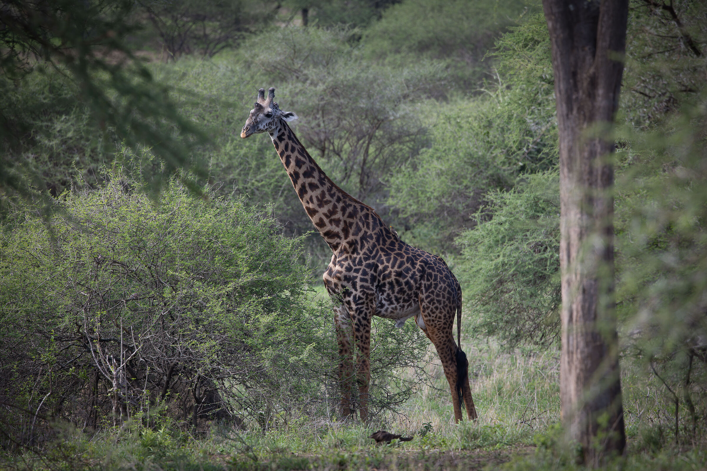 Twiga - Tanzania, Serengeti National Park...