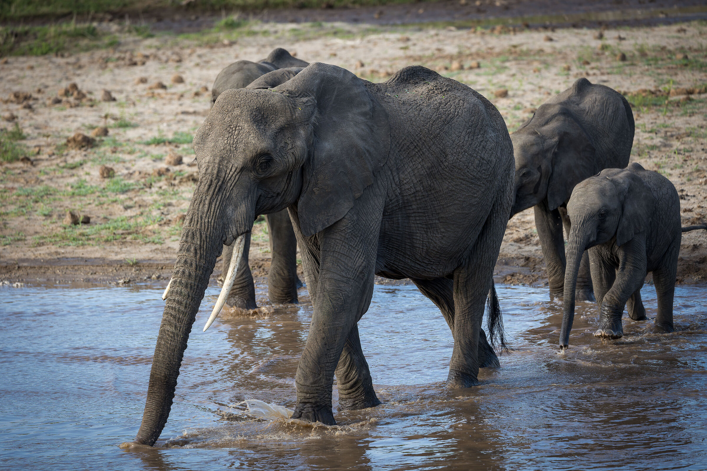 Elephants - Tanzania, Serengeti National Park...