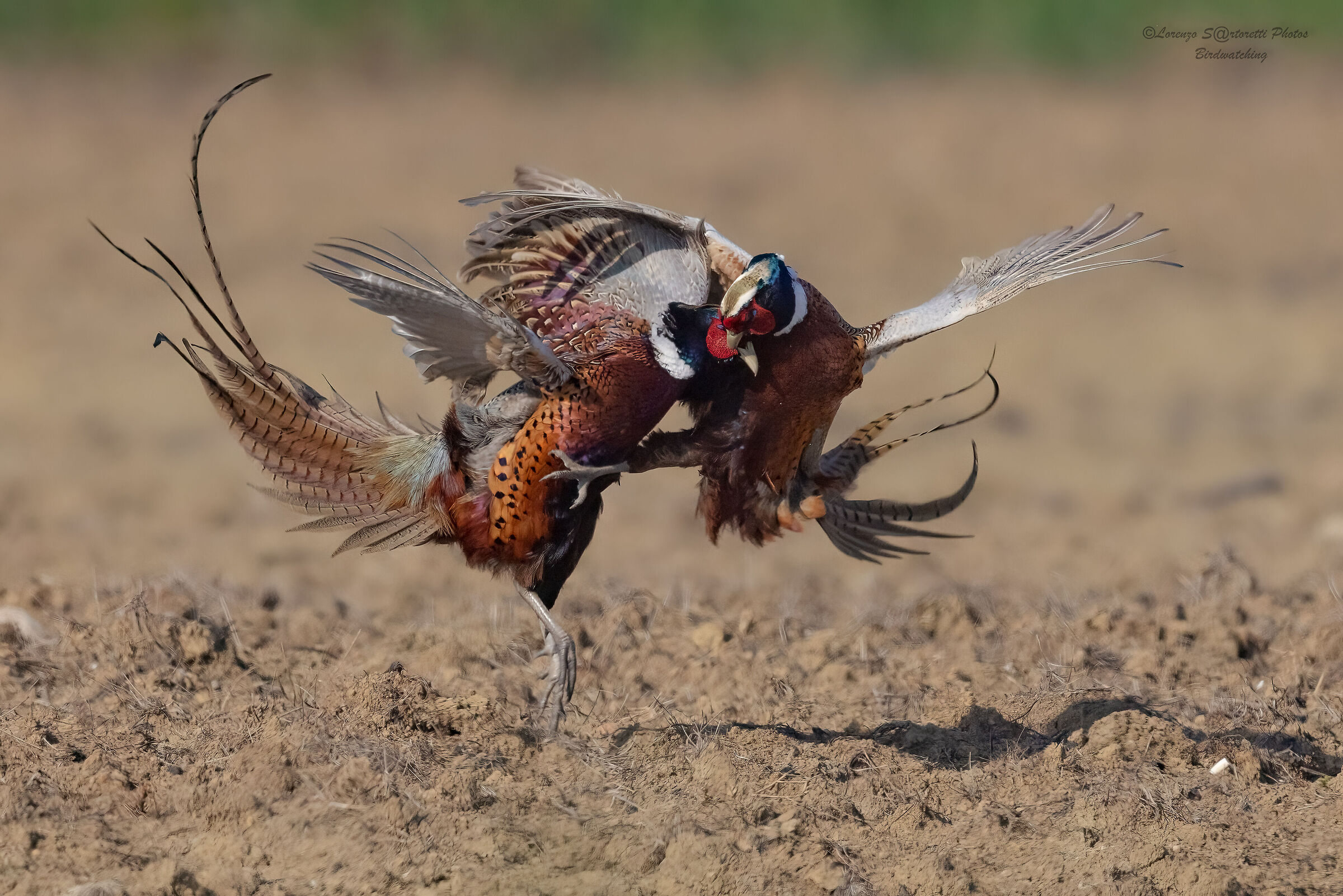 Pheasants fighting...