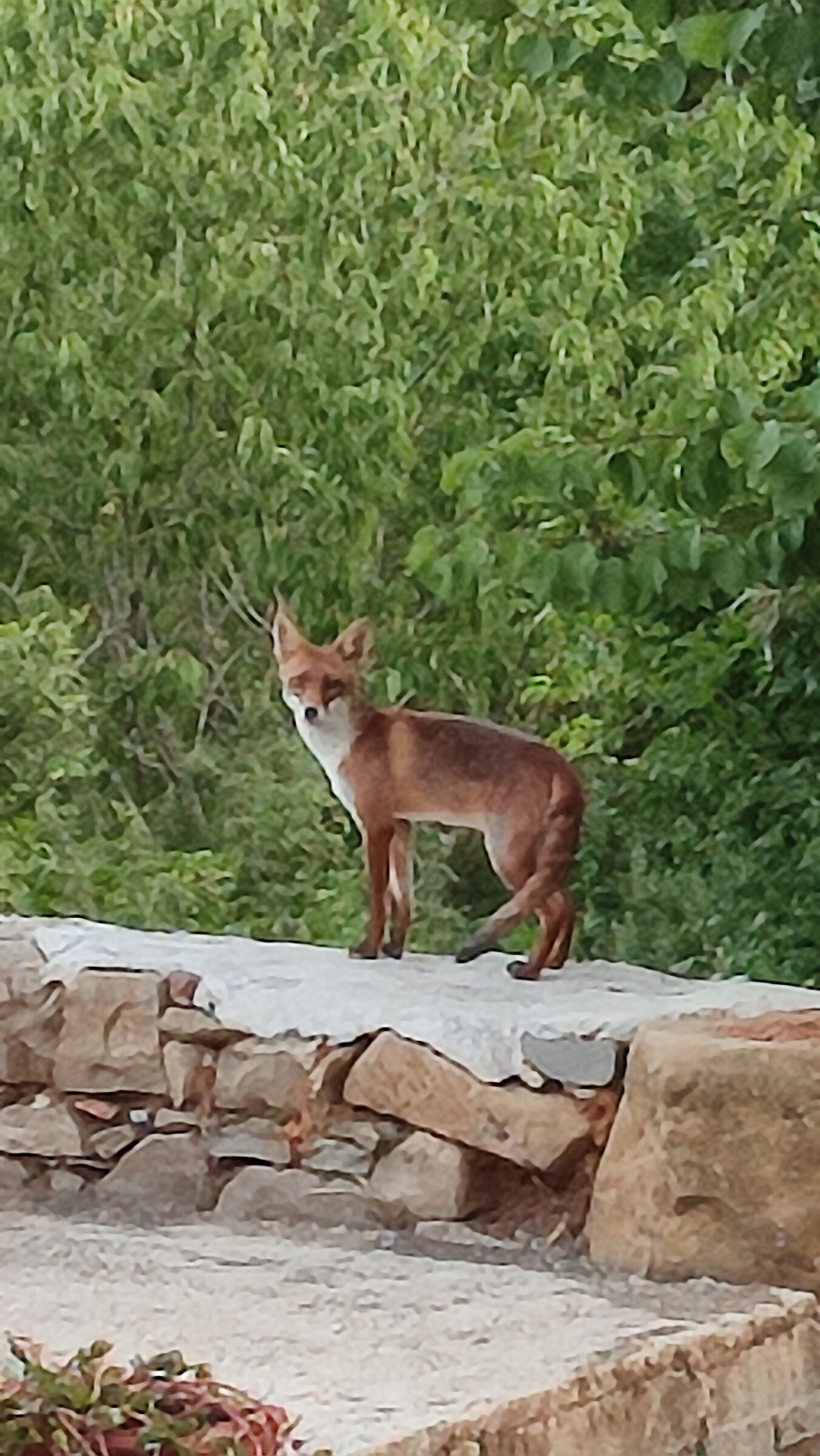 A fox came to see me...