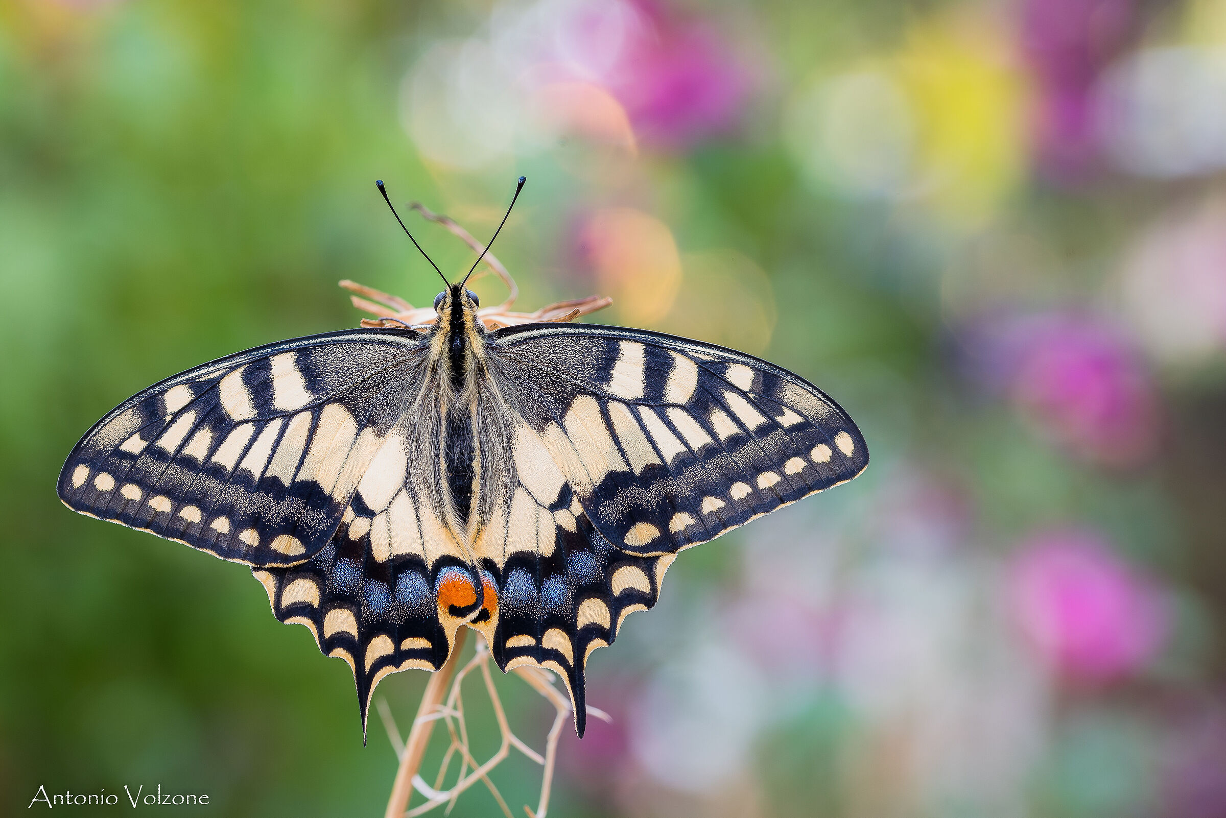 Papilio Macaone ...