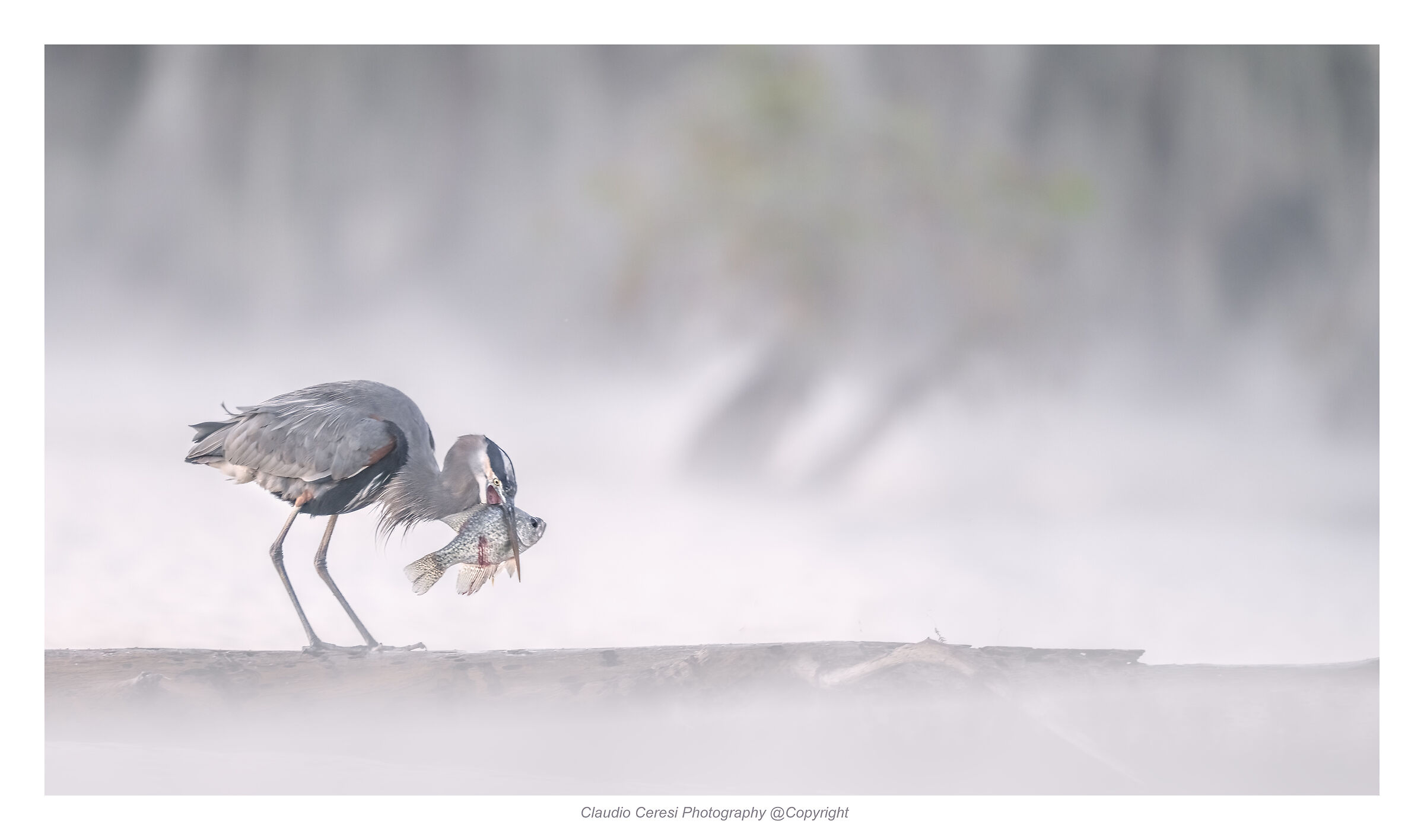 Blue heron with prey in the mist at dawn ...