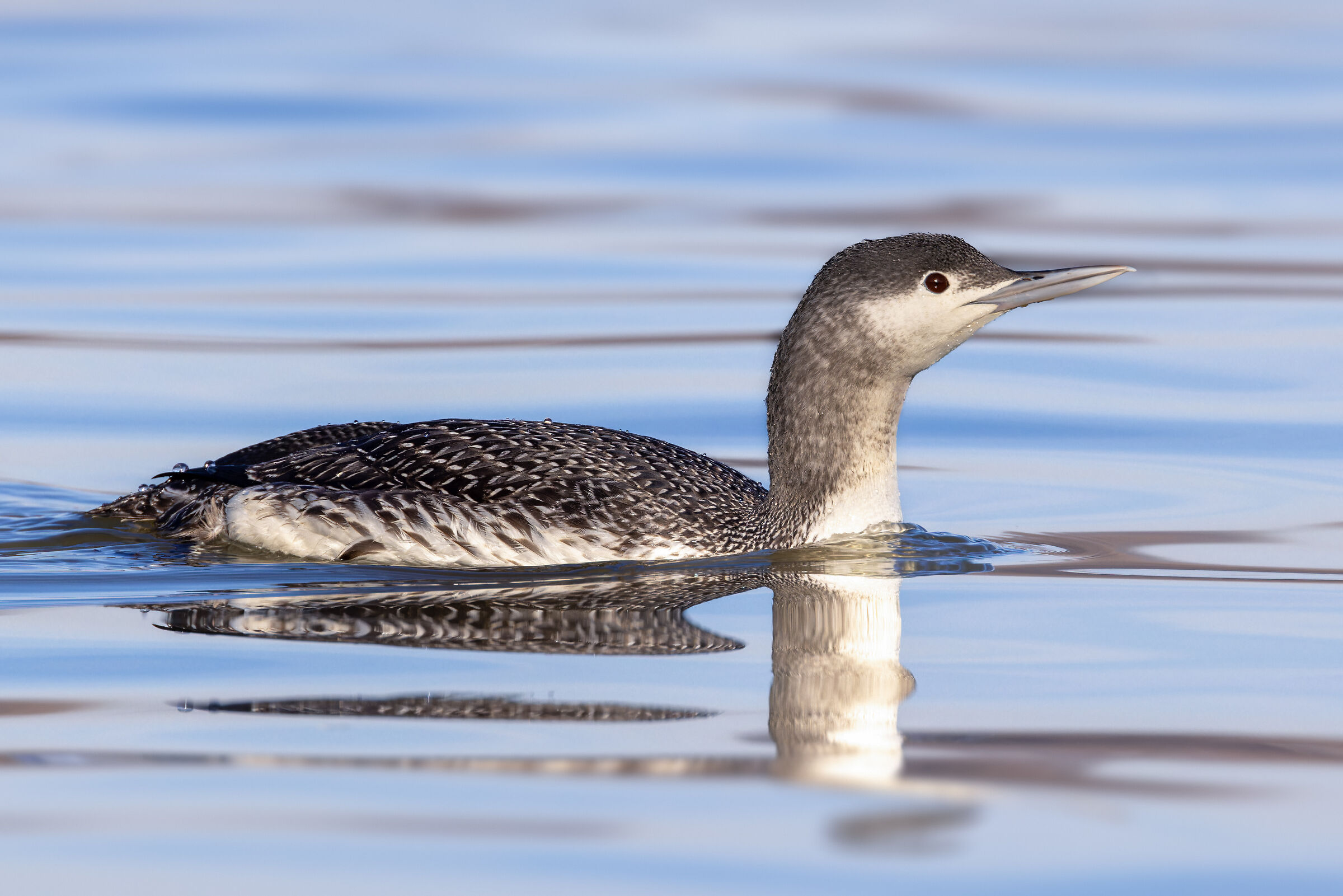 Red-throated loon...