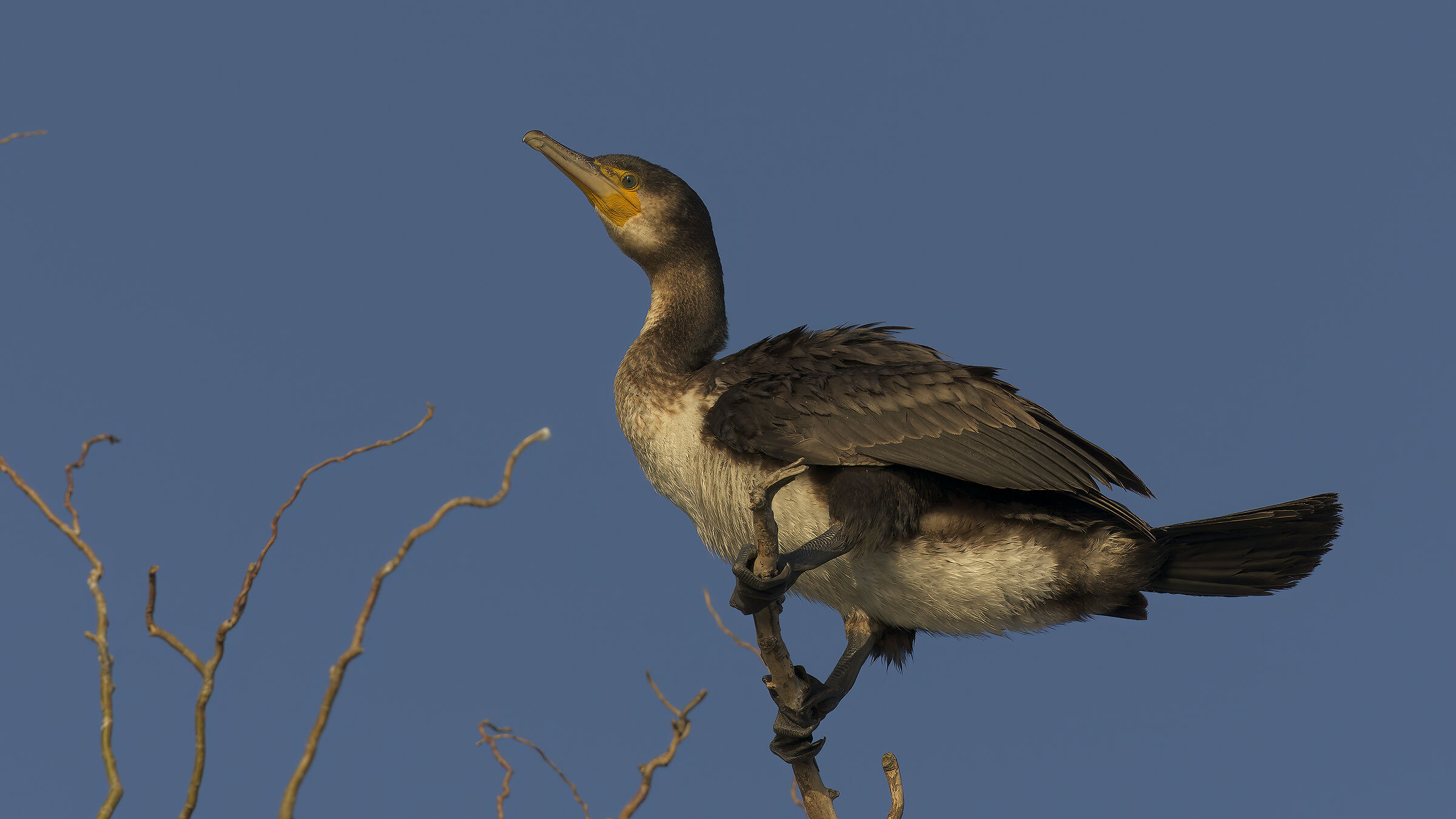 cormorant with the old 1dsIII...