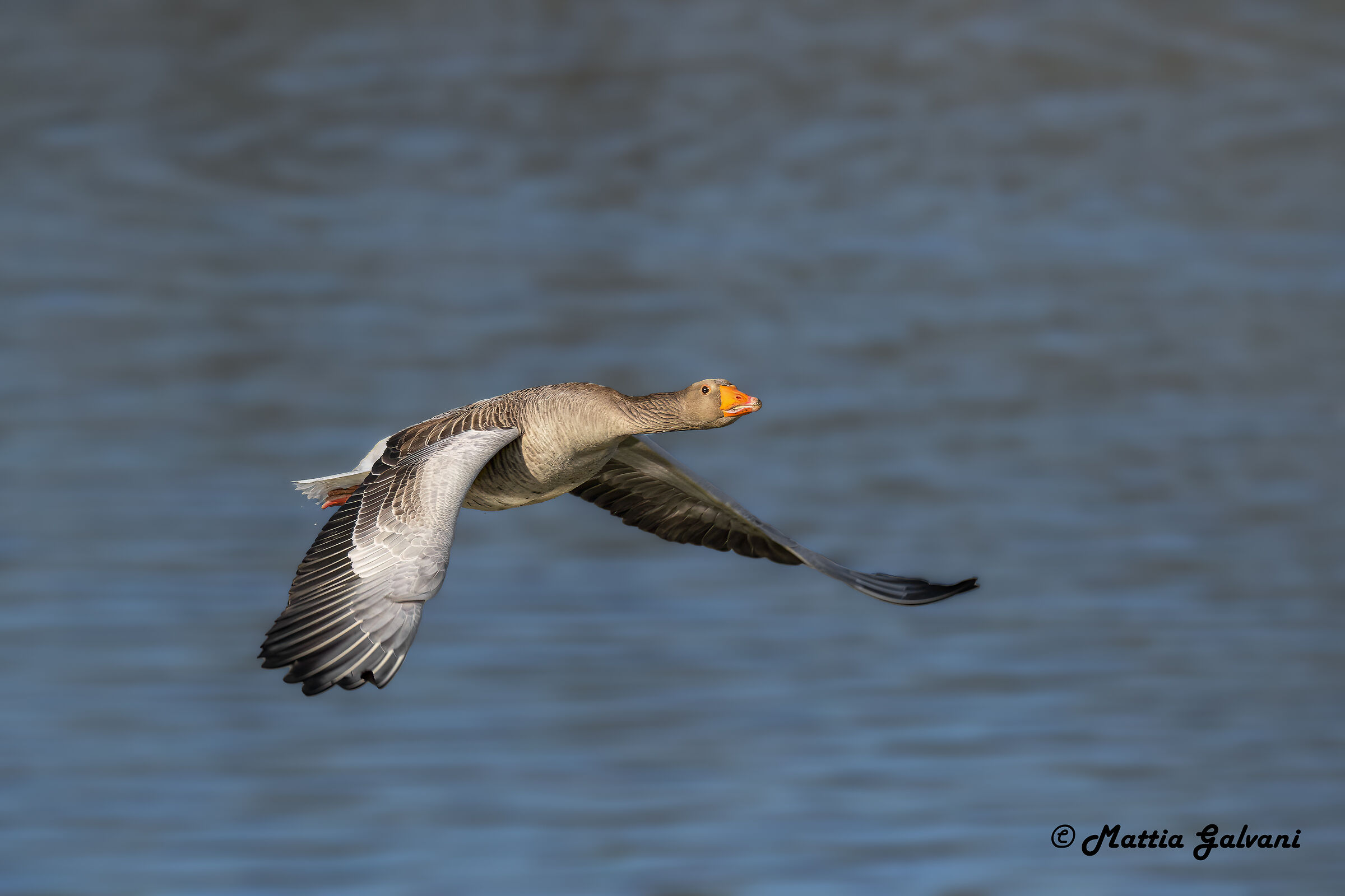 The take-off of the wild goose...