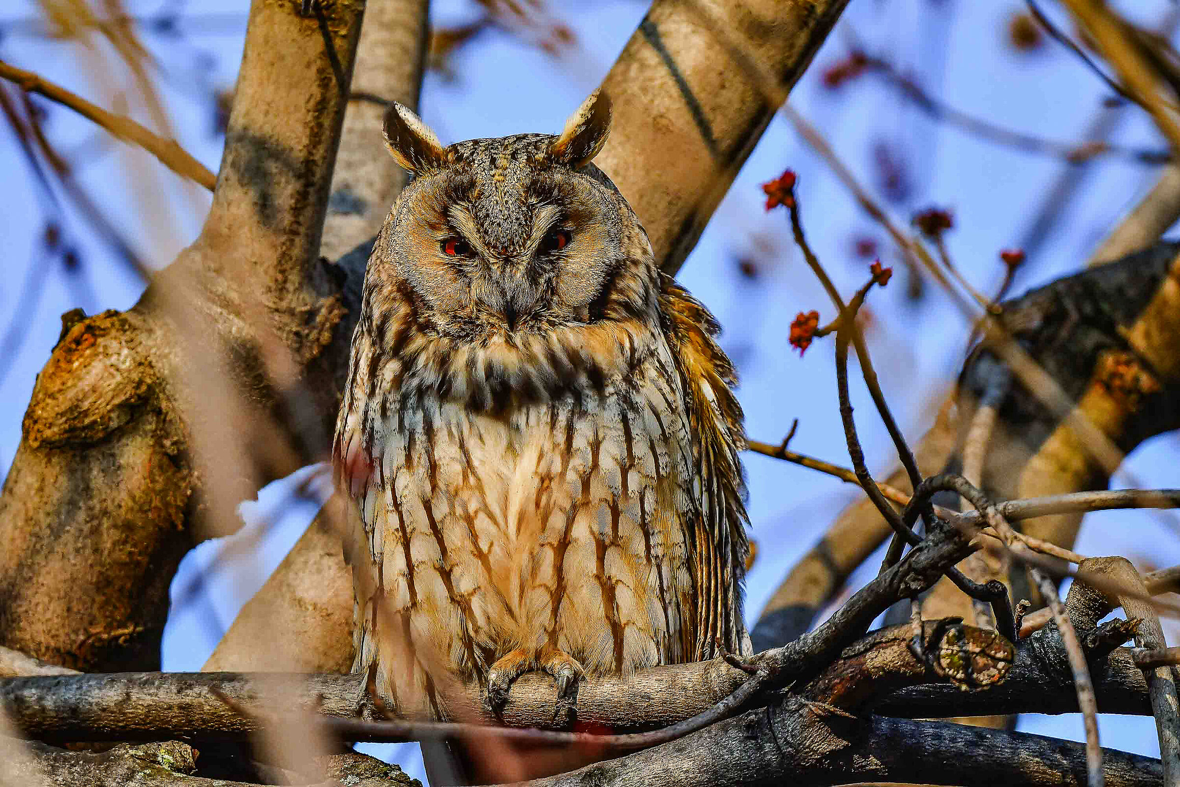 Long-eared owl. ambush ...