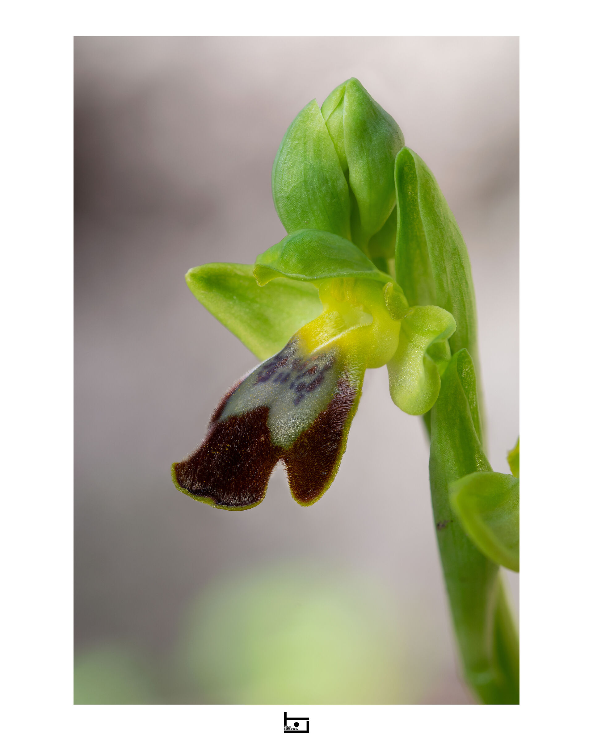 Archetype3/model=?:Ophrys-lupercalis:...