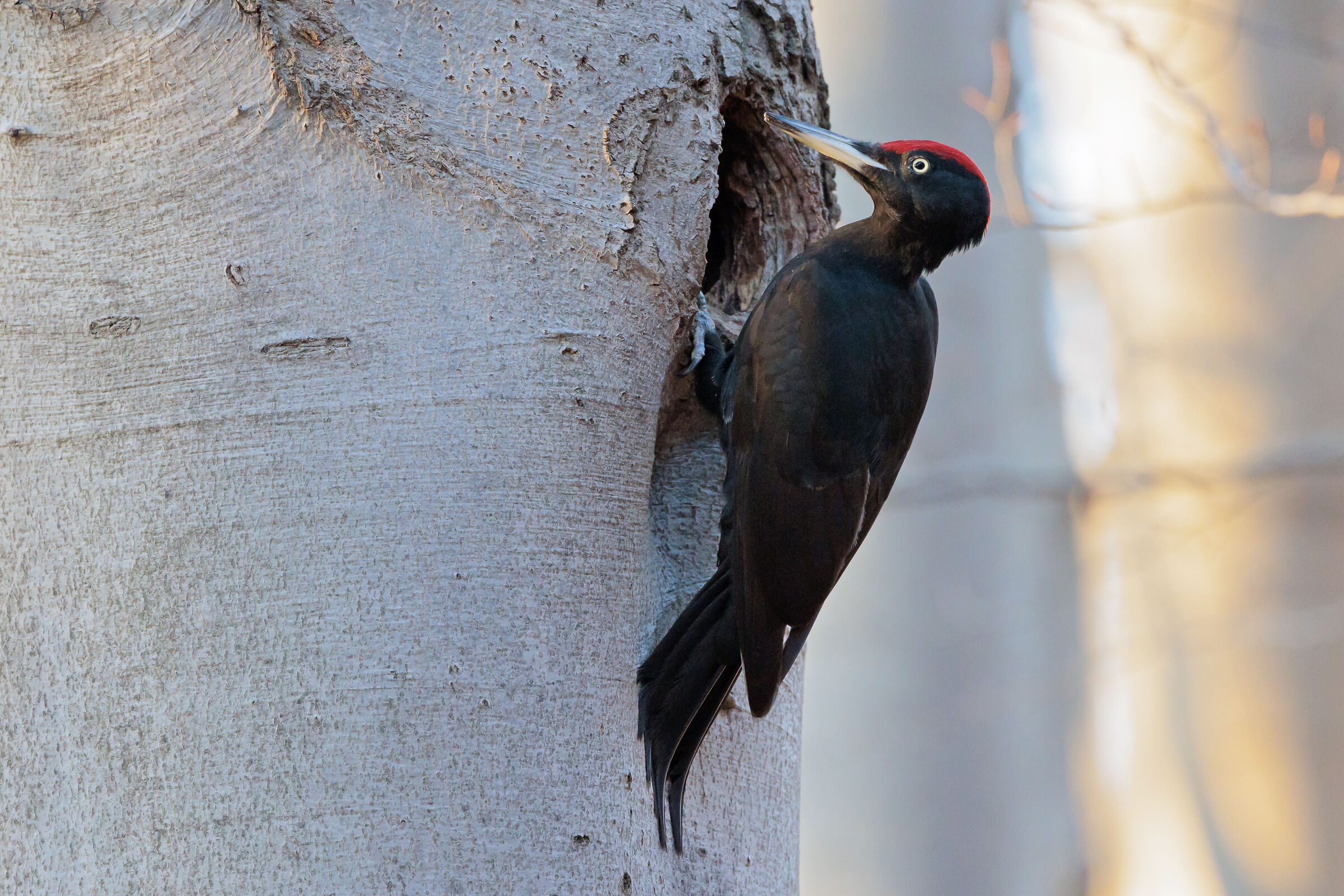 Black woodpecker (male)...