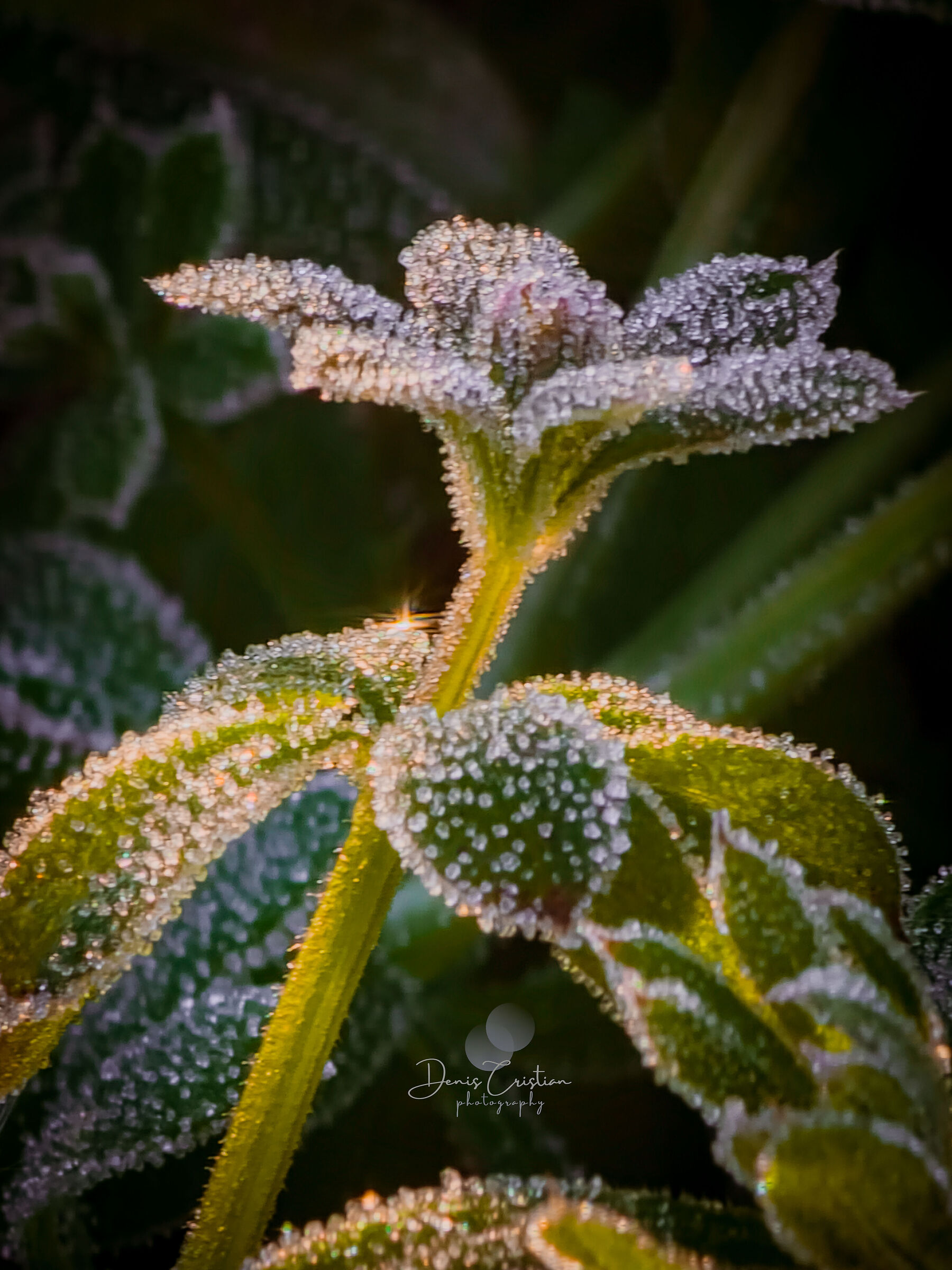Frost......