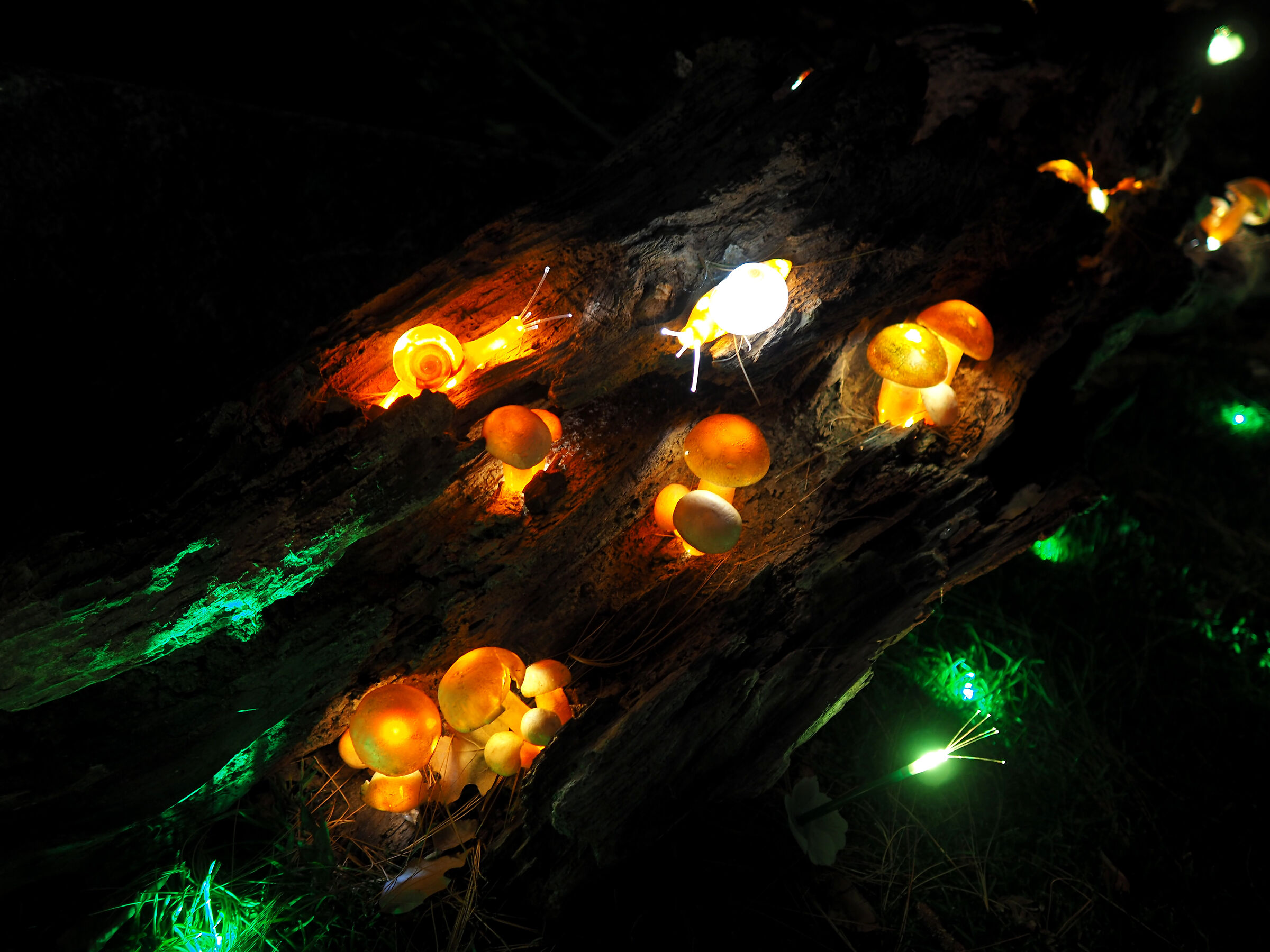 Night mushrooms...