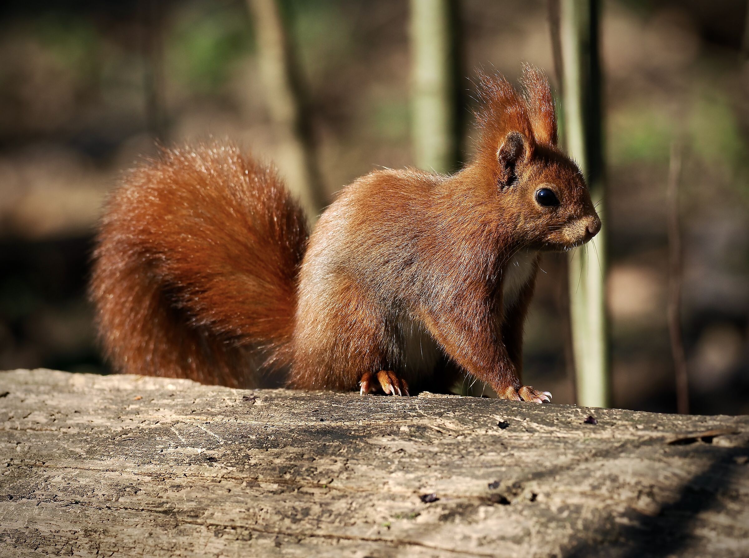 Red squirrel increasingly a rarity...