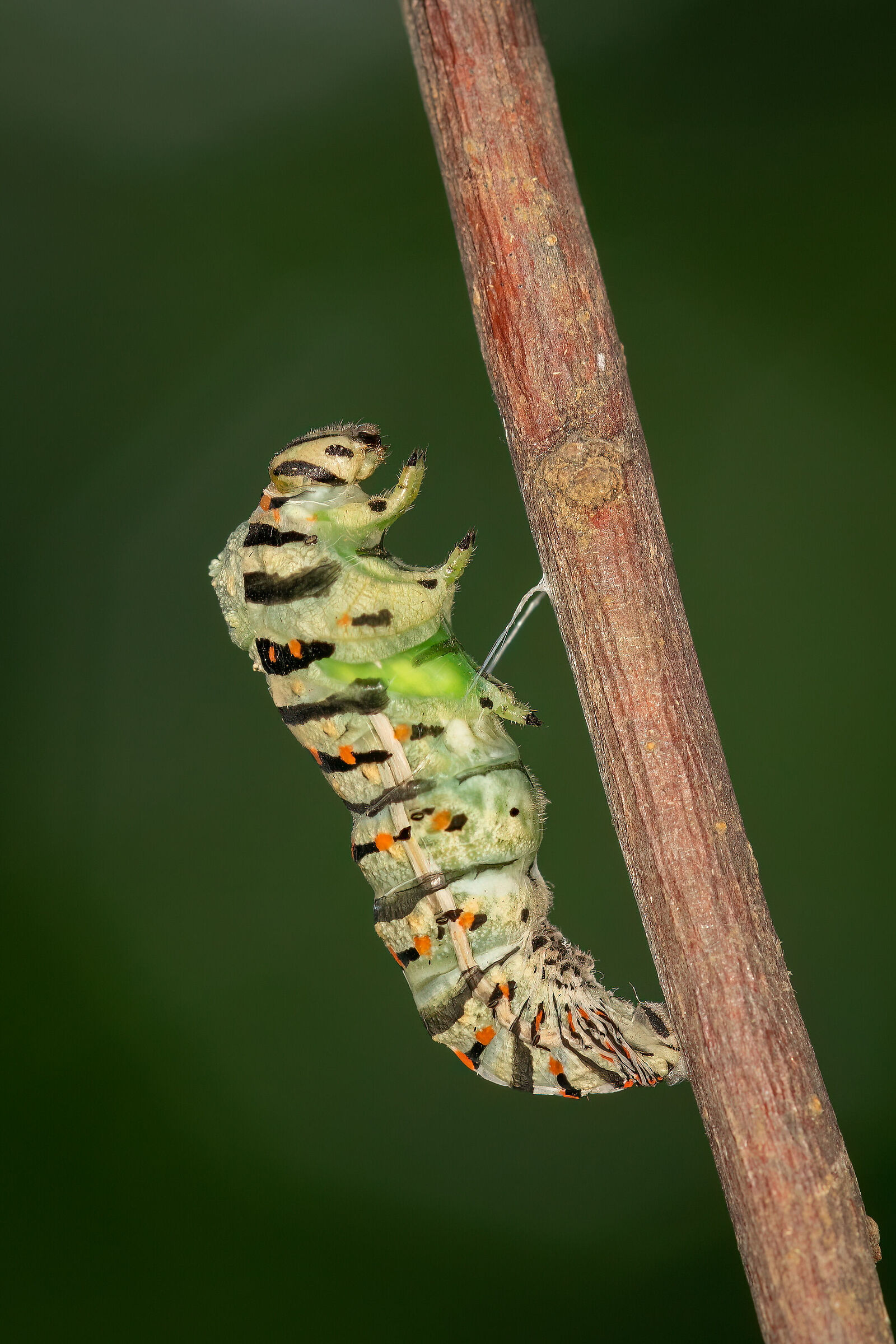 The last molt of the swallowtail: the rupture of the cuticle...