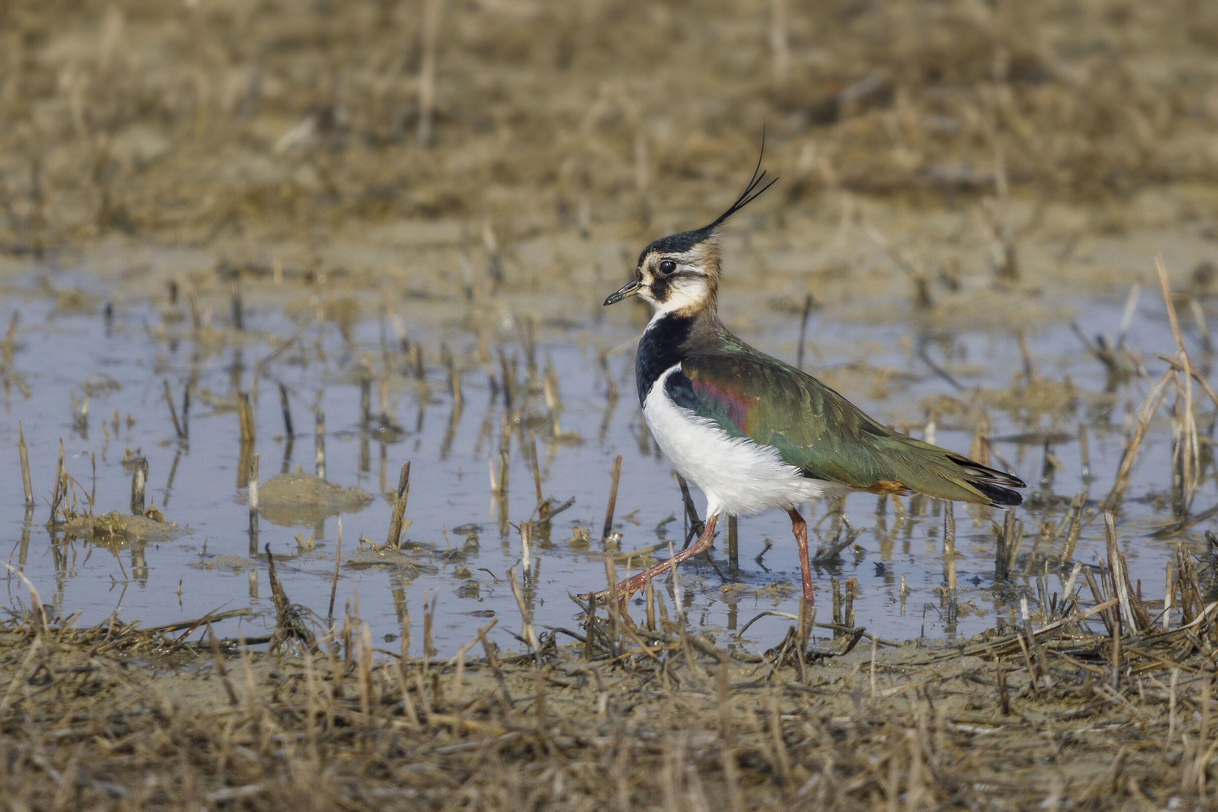 The march of the lapwing...