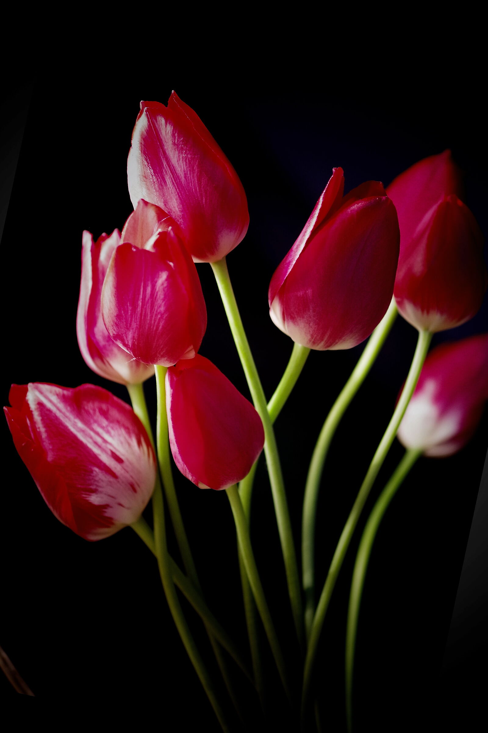 Tulips.......