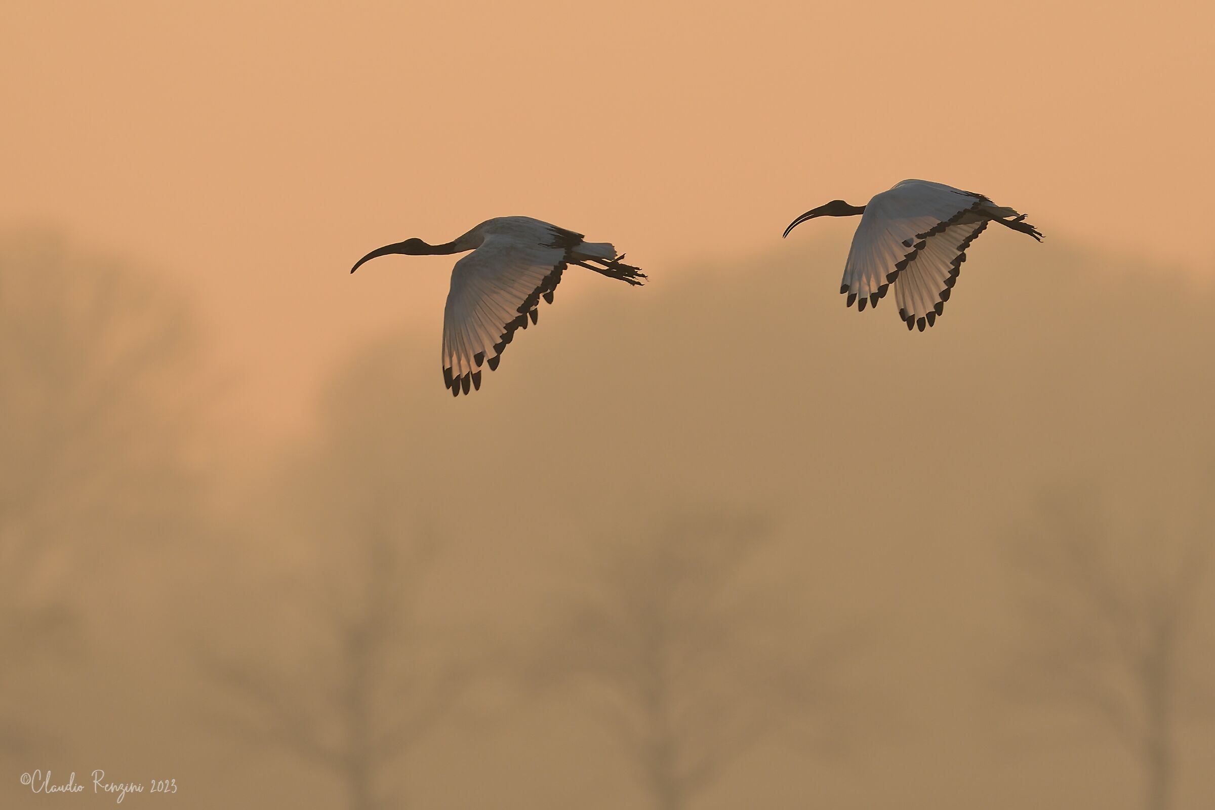ibis sacri al tramonto...