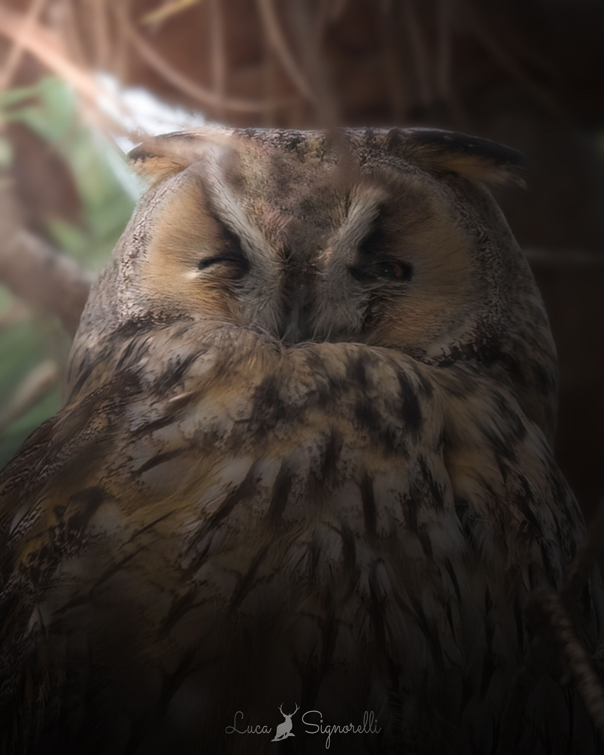 The wink of the Owl...