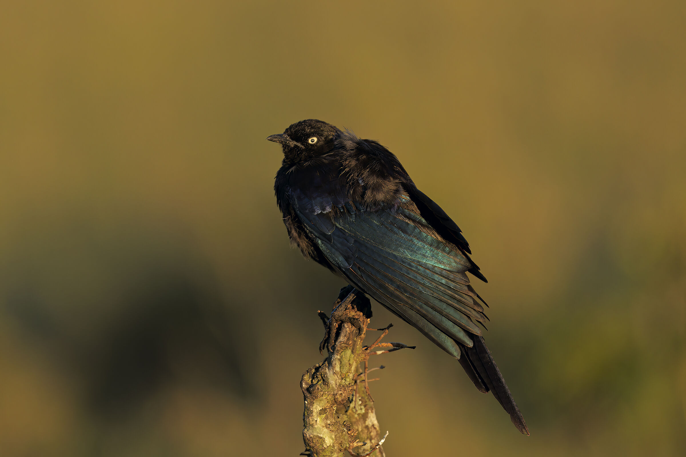 Starling of Ruppell...
